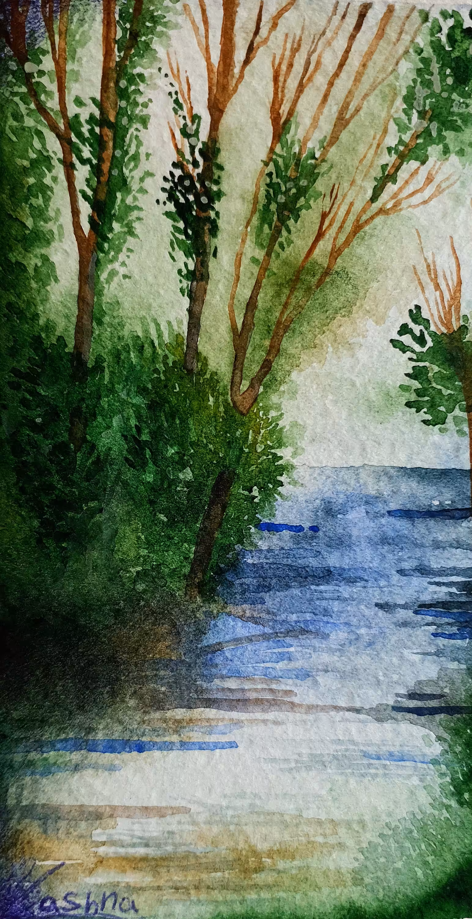 Trees in the play of light.