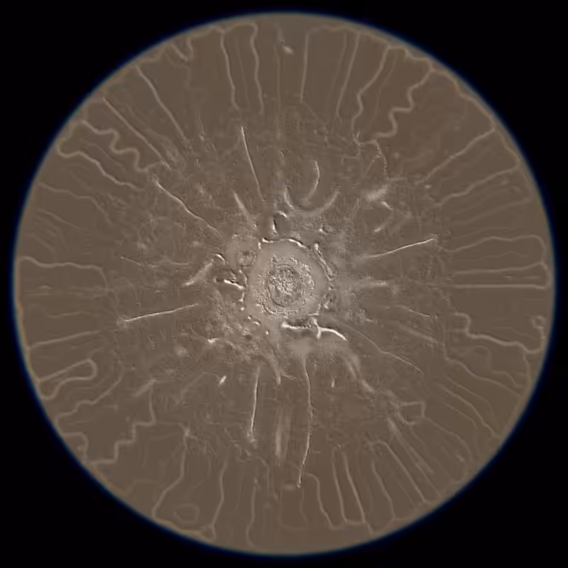 Ethereal Microcosm #27
