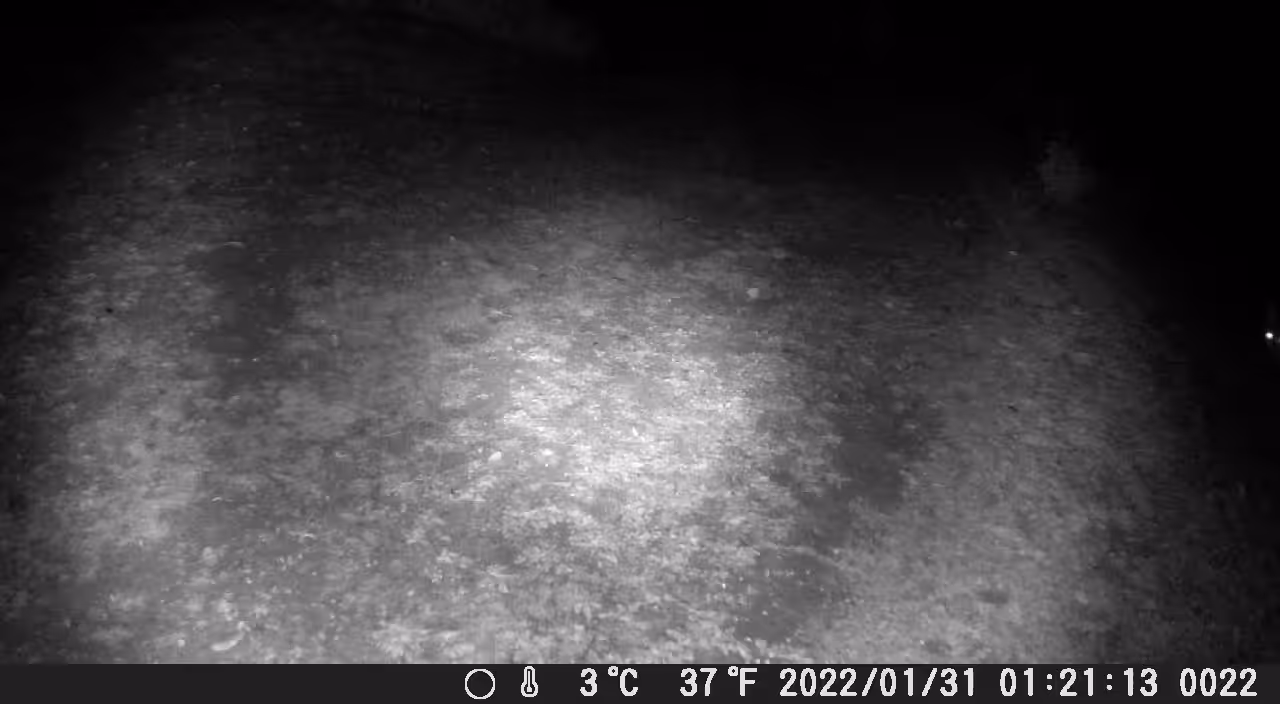 HUNTING BOBCAT