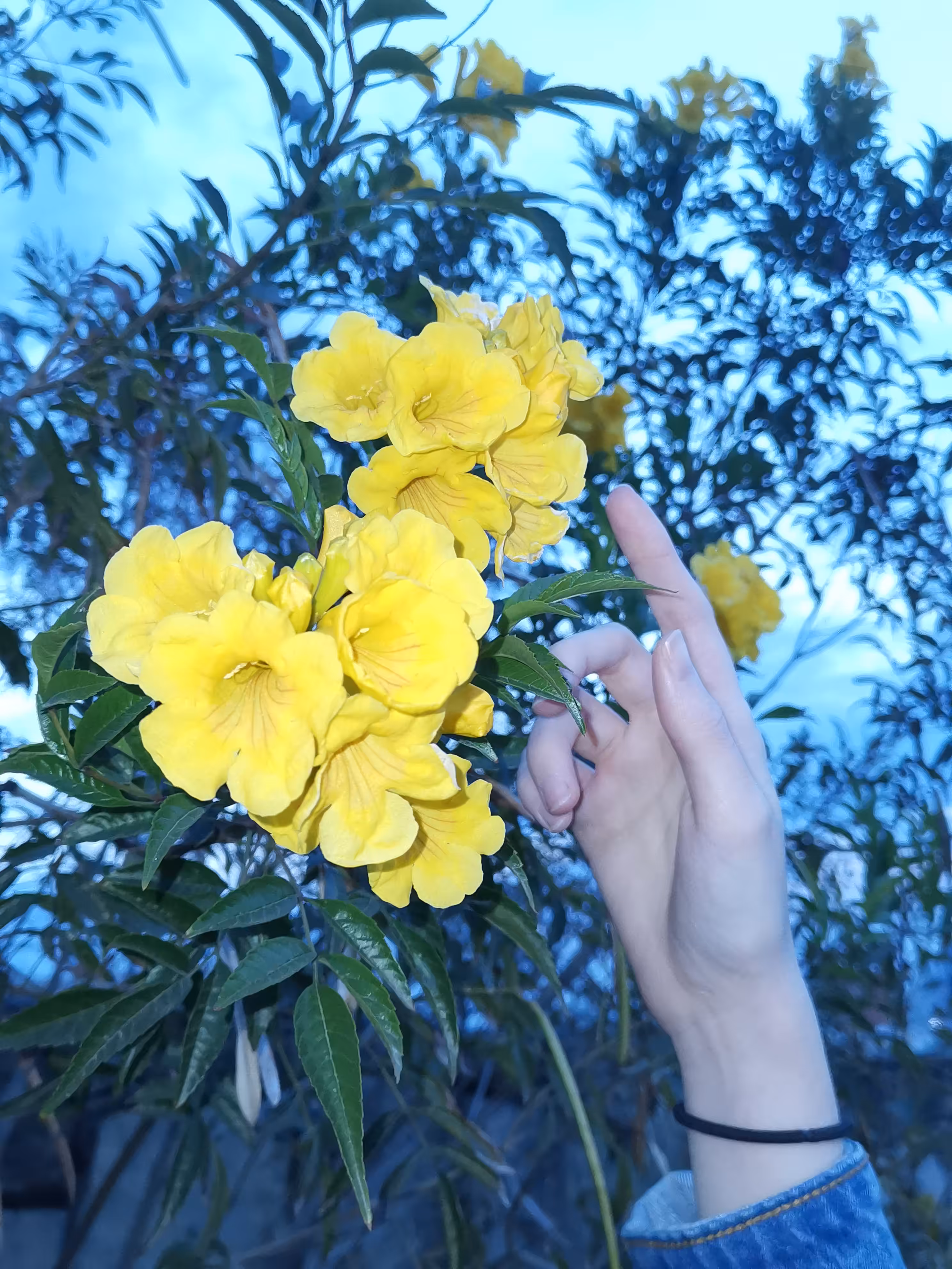 Caesalpinia with hand