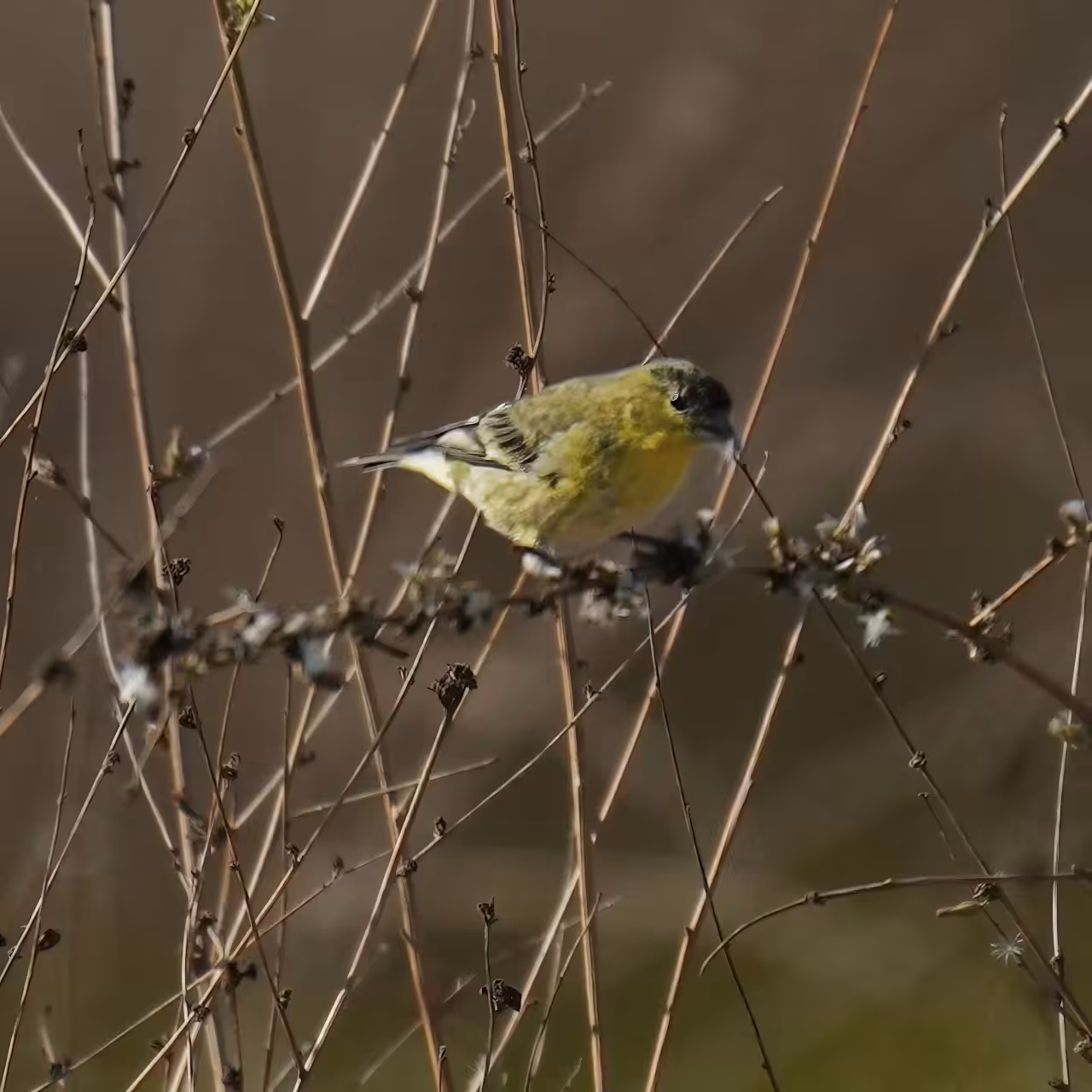 Goldfinch(es) Flow