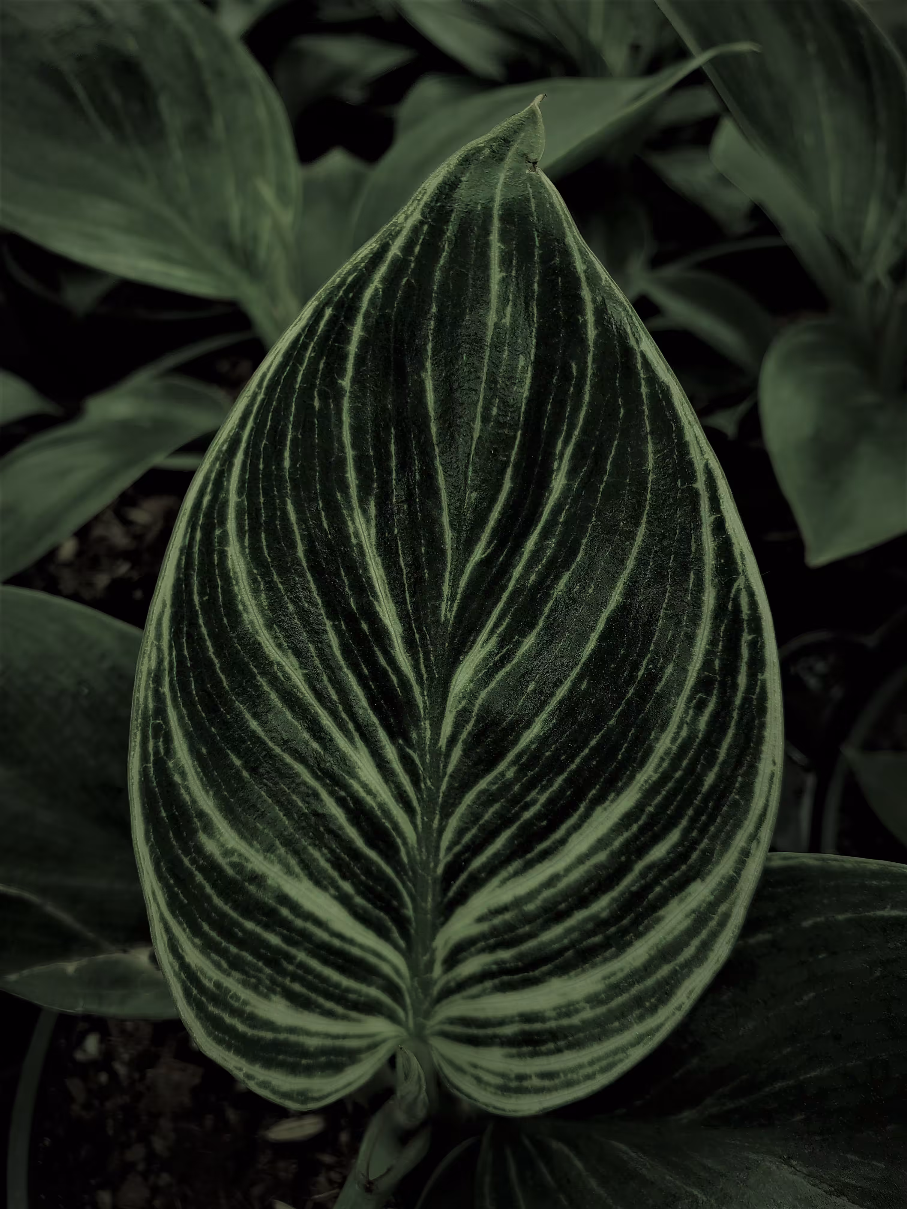 Philodendron Birken