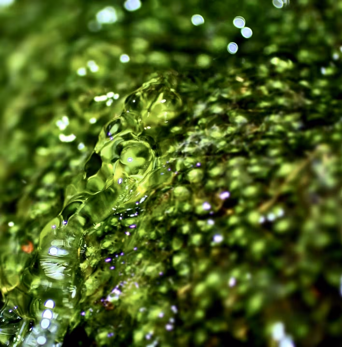 some moss 3