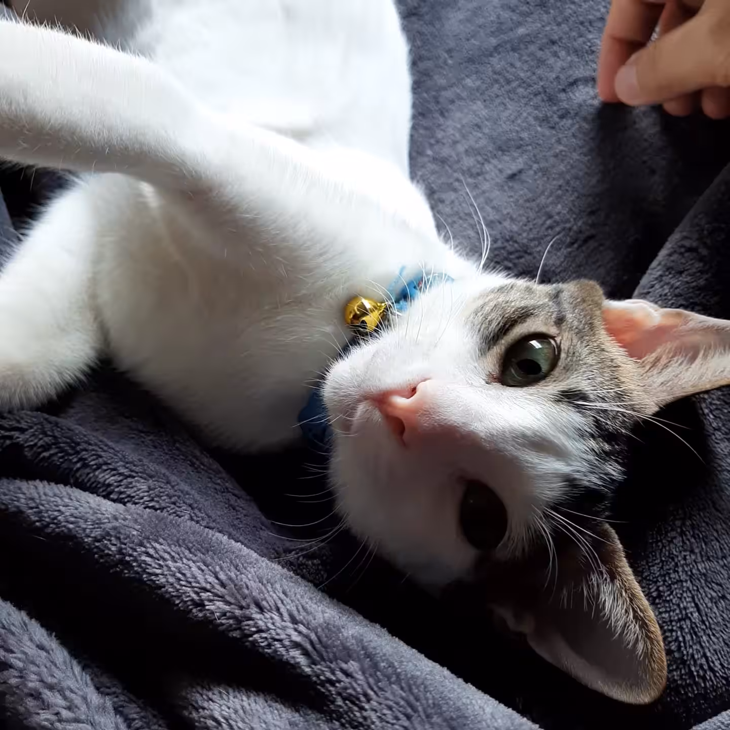 Pusskin Cat #42 - Beauty cuddle! 