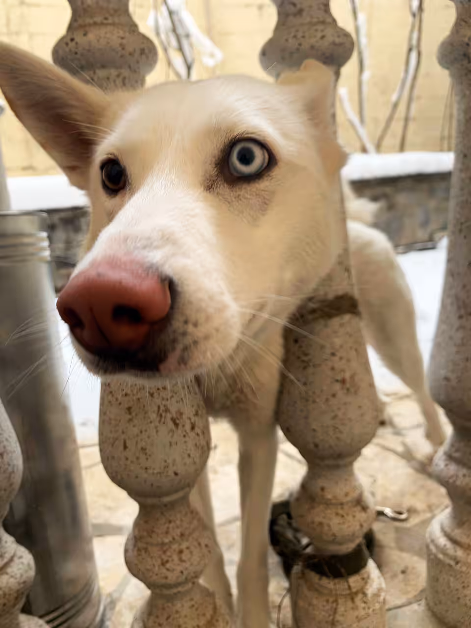 Sneaky Сute Dog