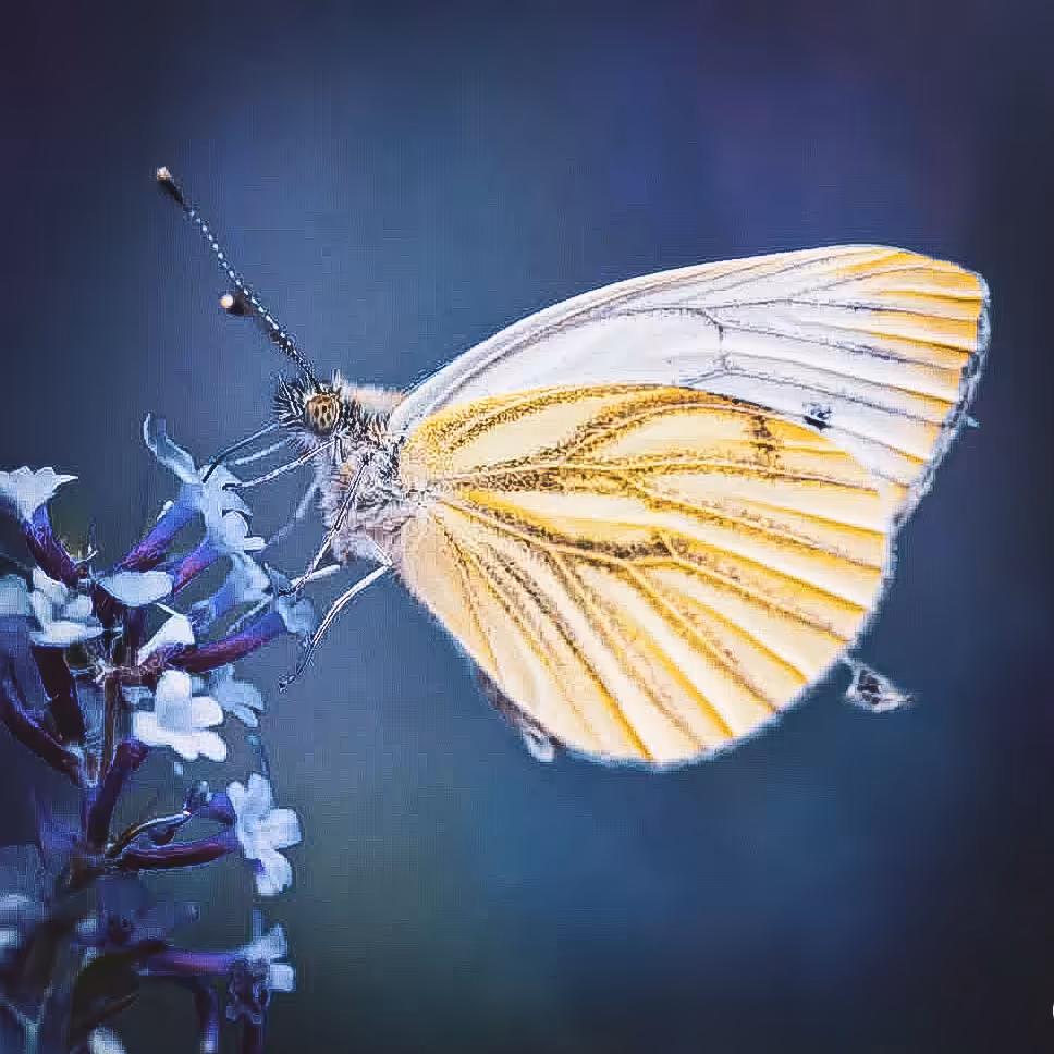 Butterfly #23