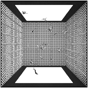 Friedeberg: inertia