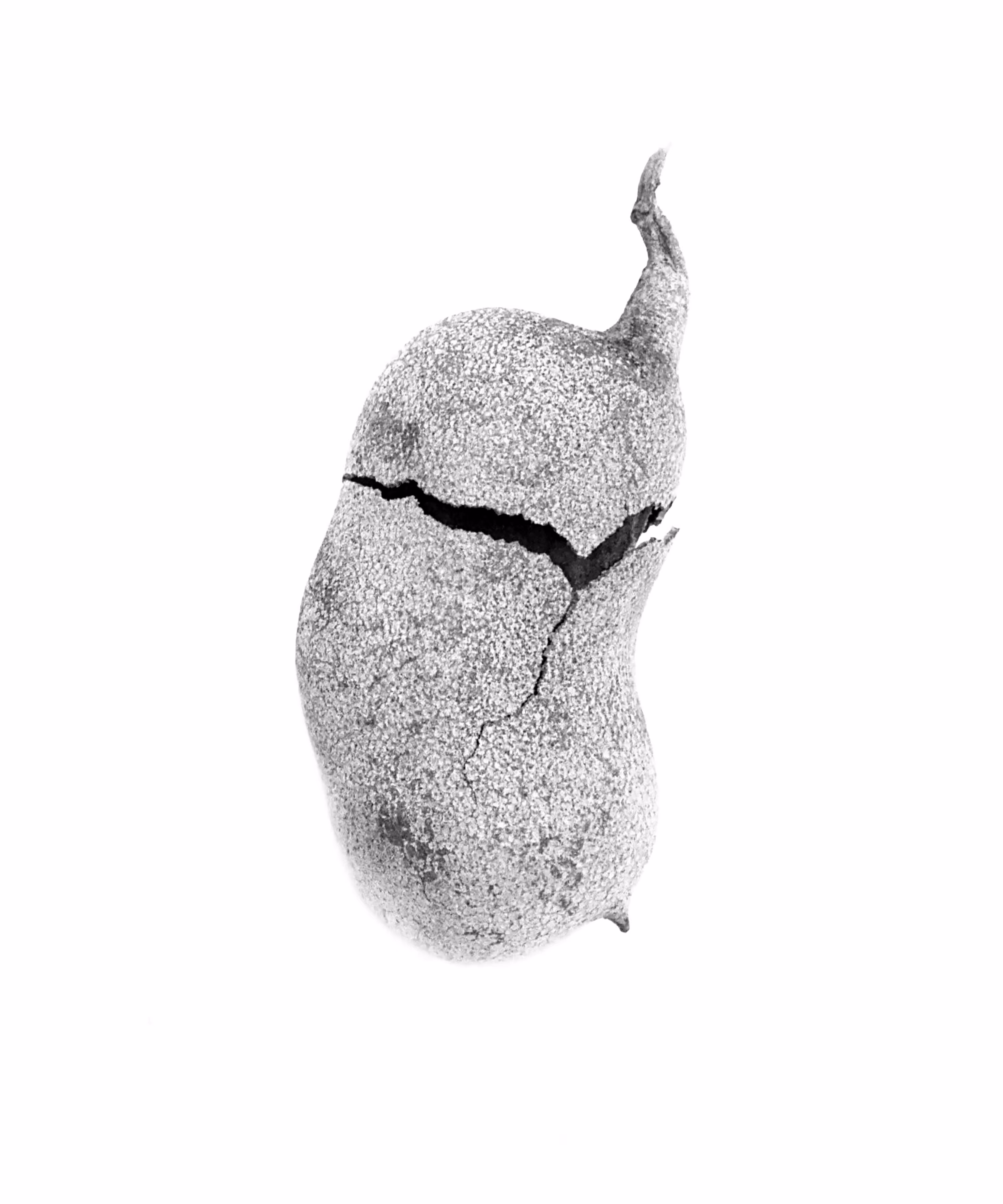 Tamarind (Tamarindus indica)