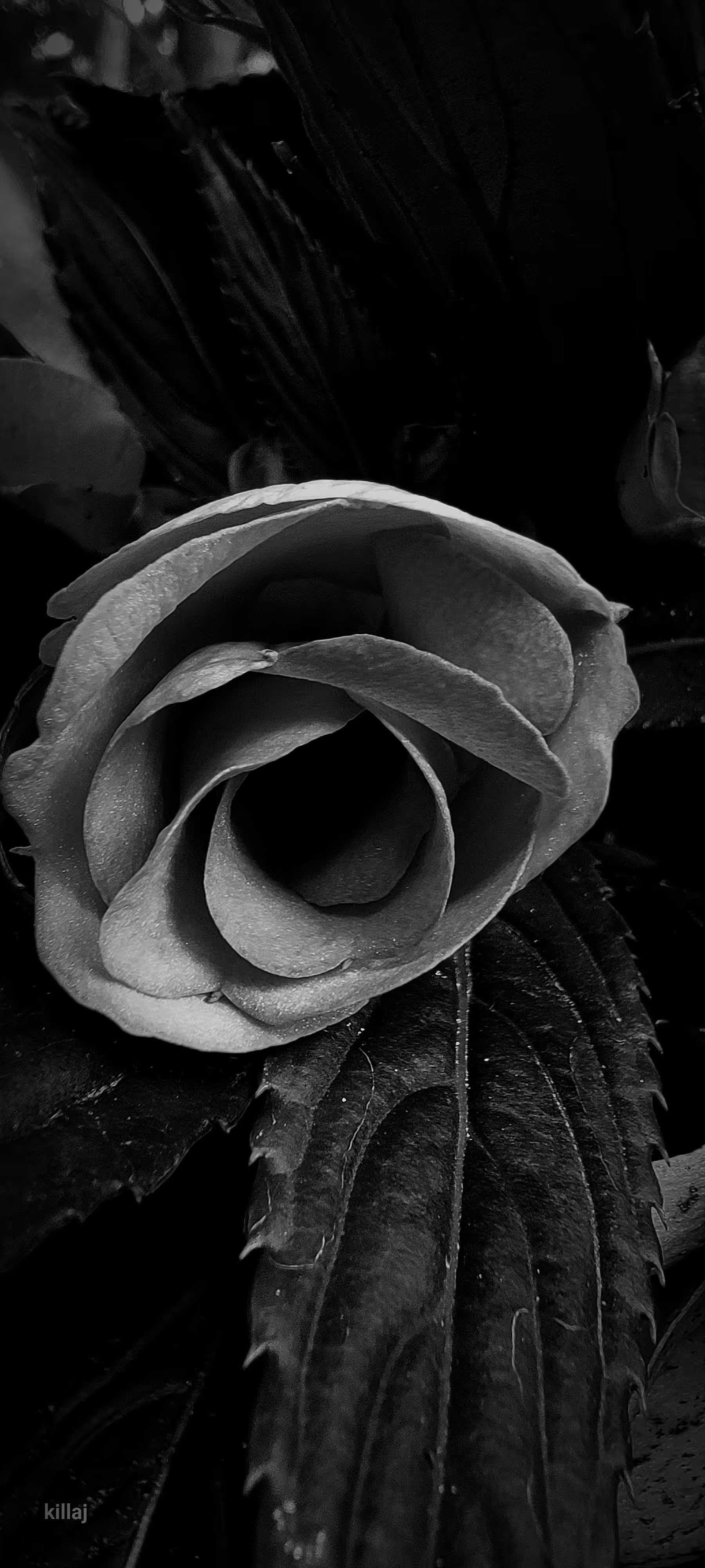 blooming 