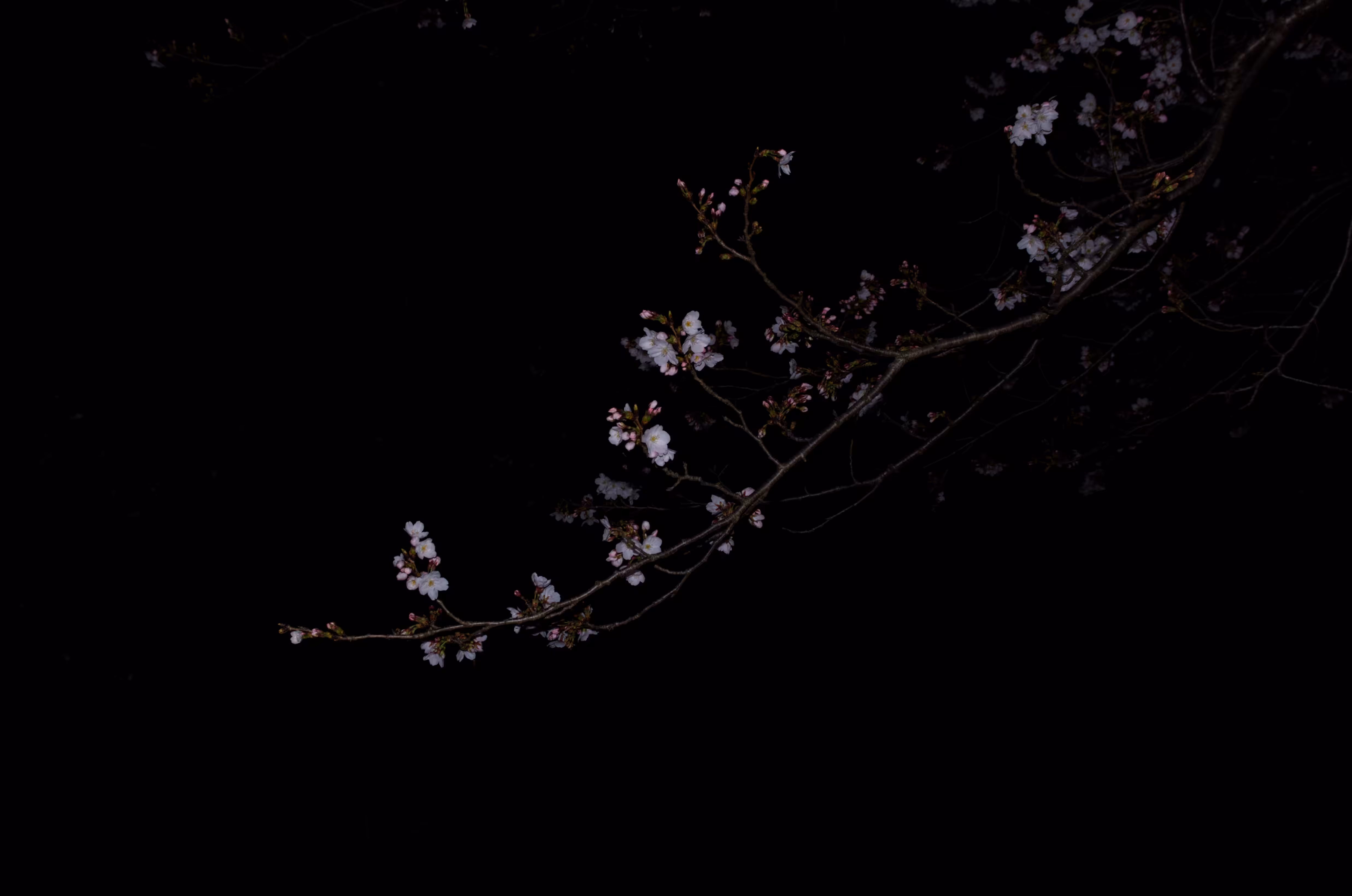 Heaven Series: Mark of Darkness D7000 - Color Edition