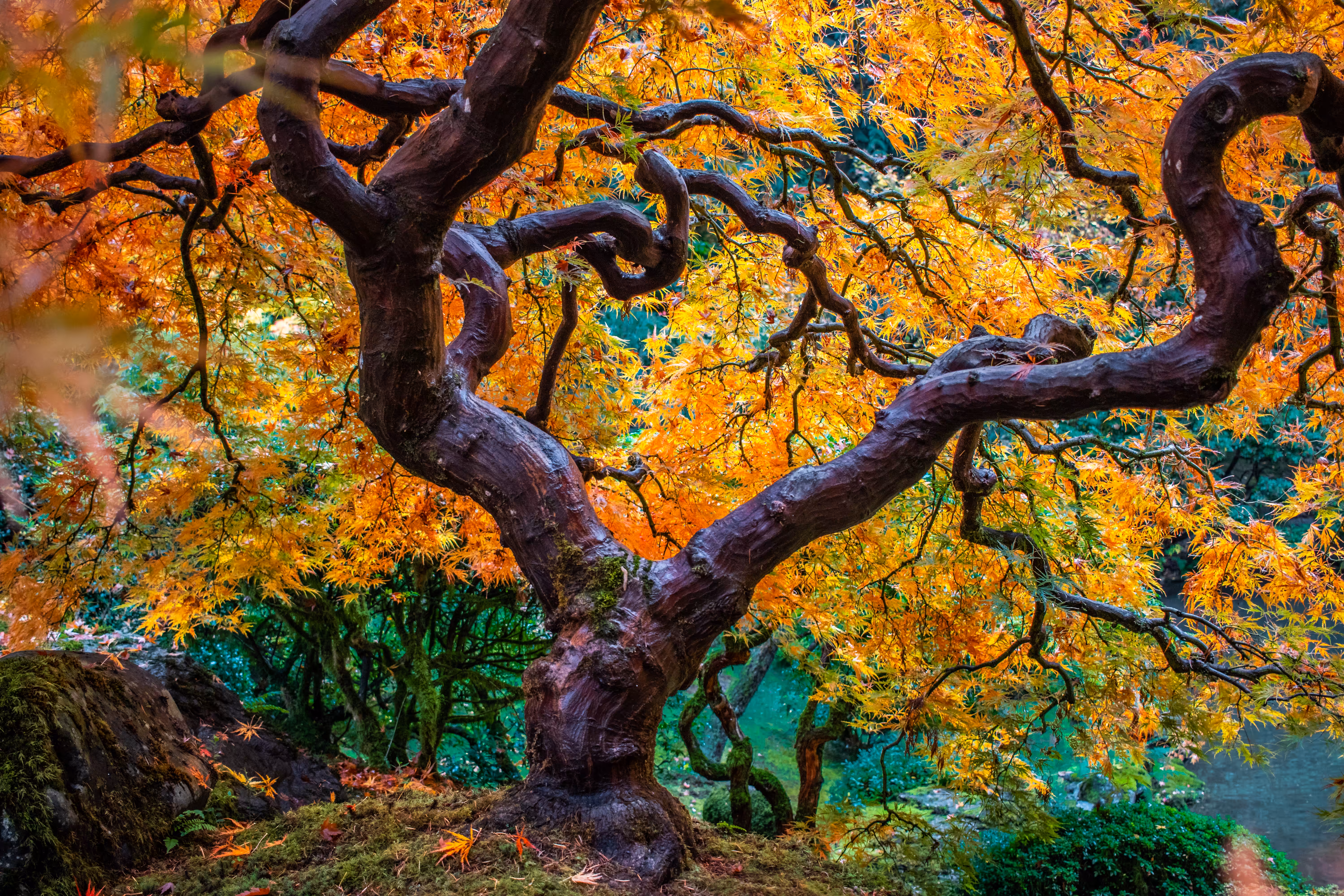 The Maple