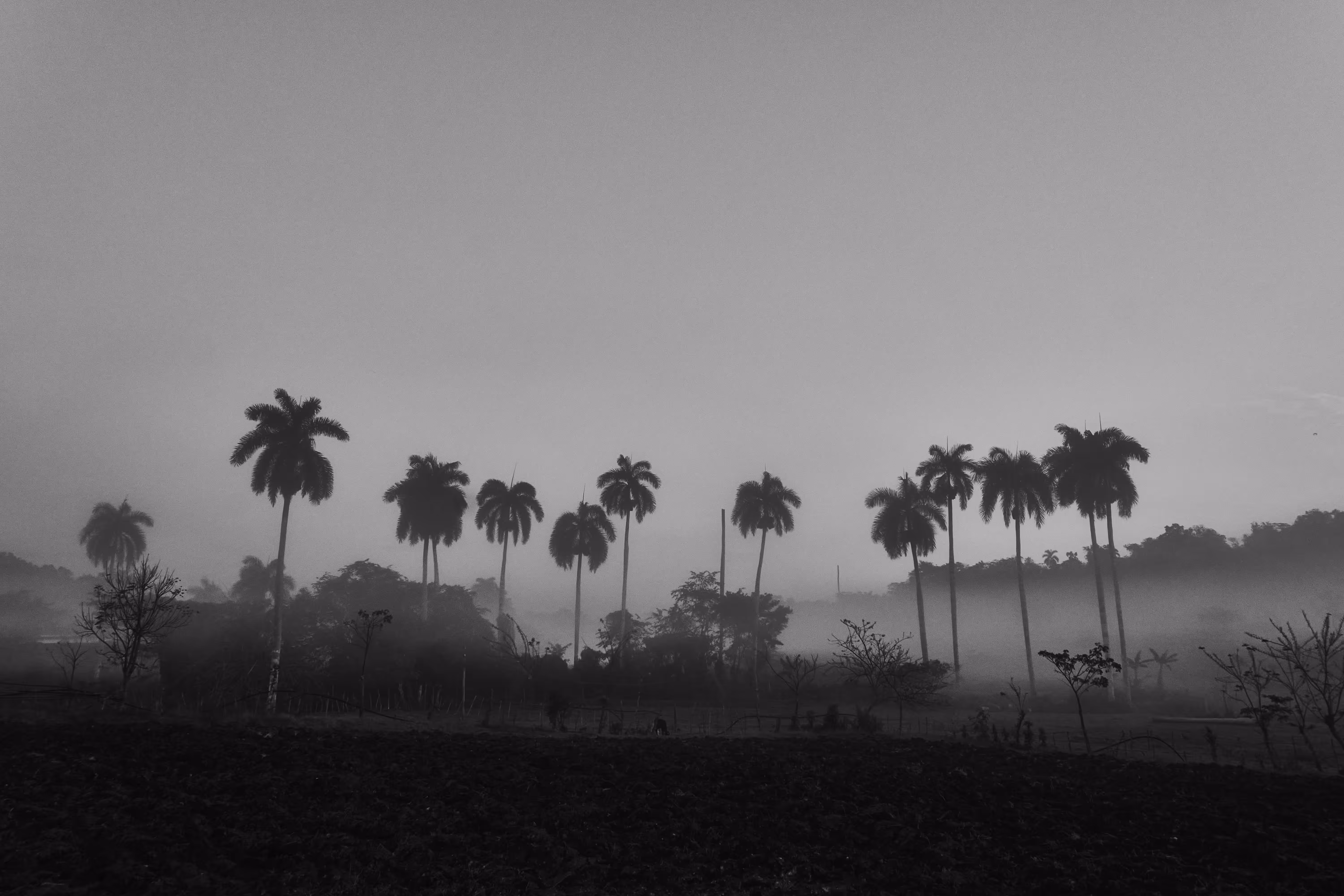 palms