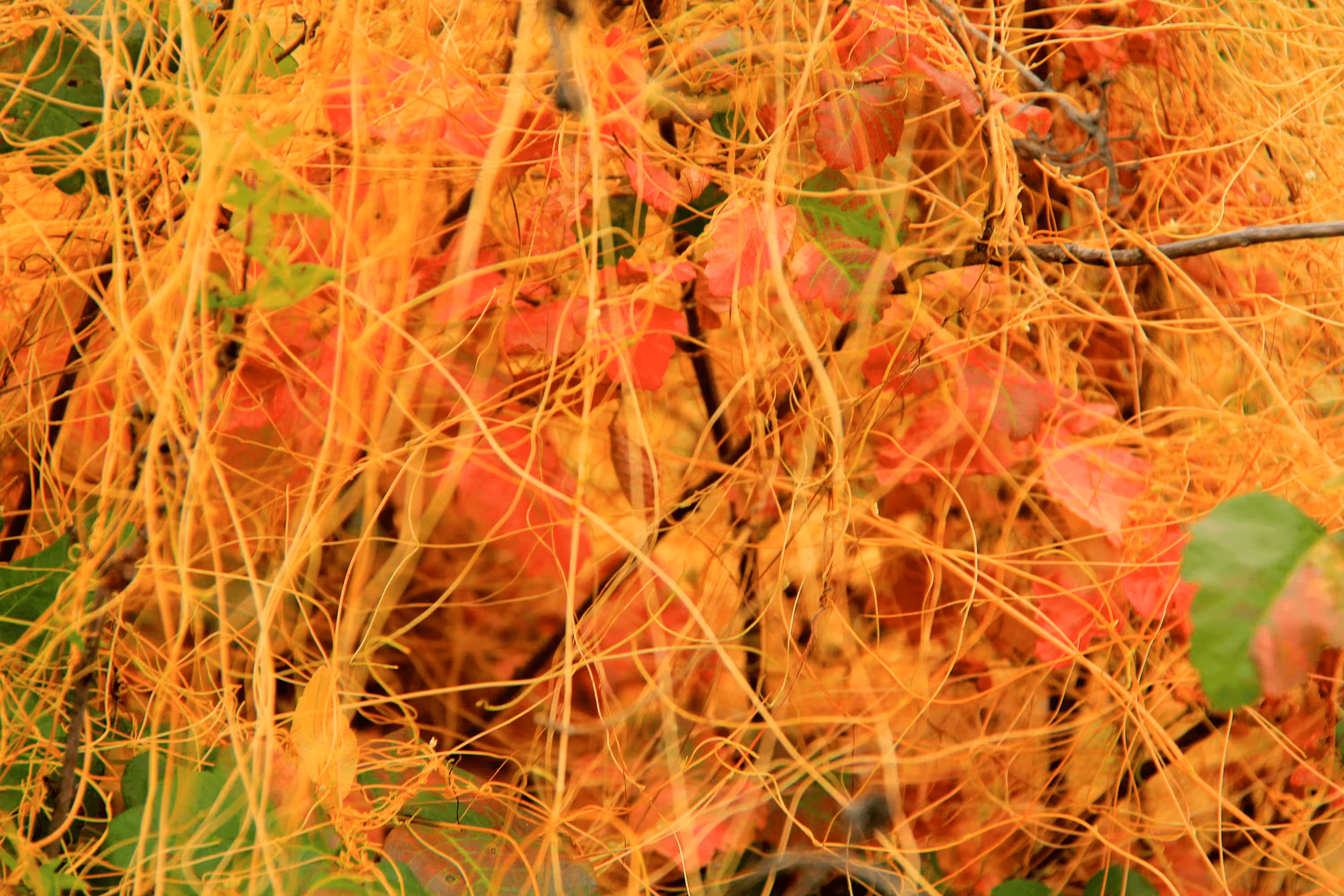 Textures #04