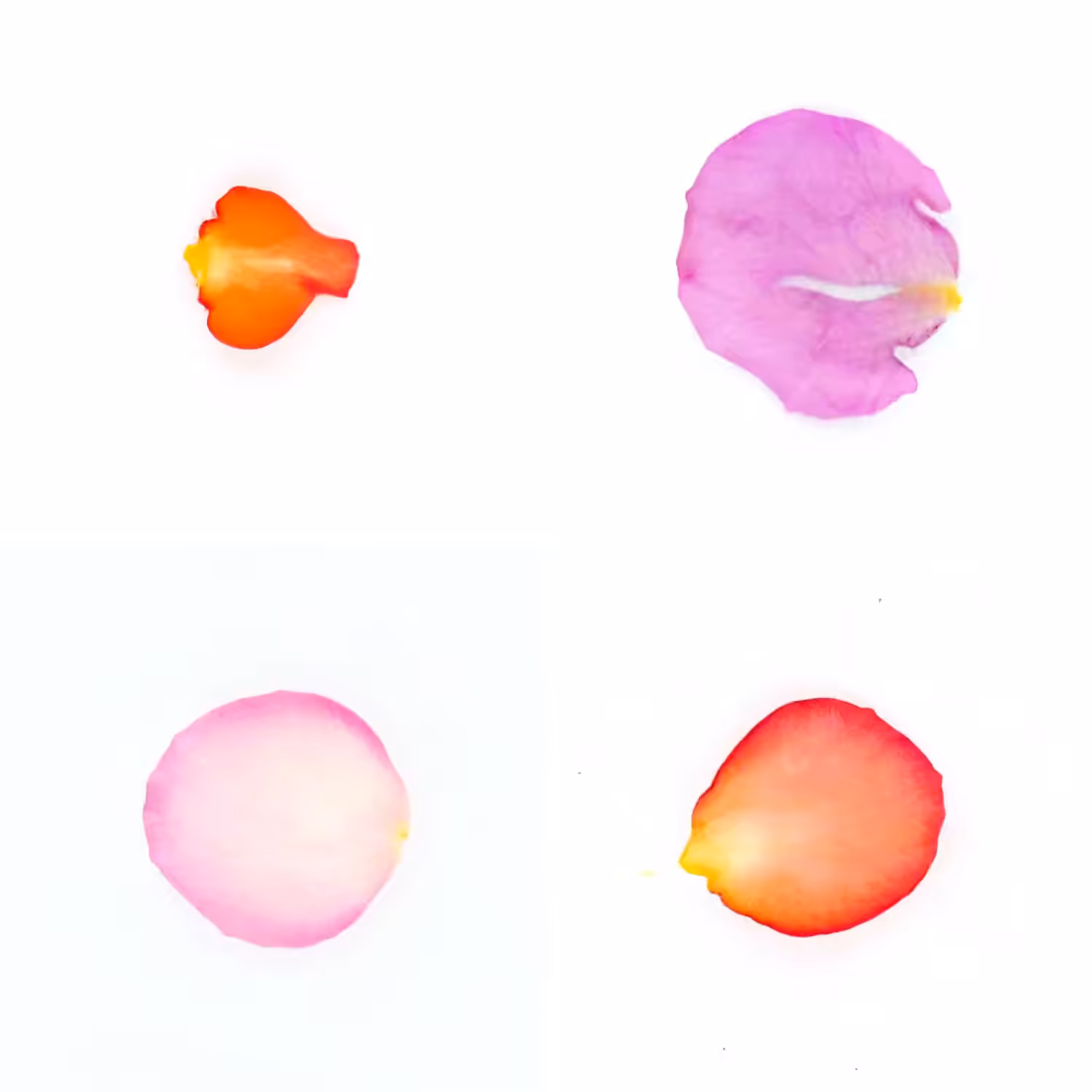 Infinite Petals 2x2#20575