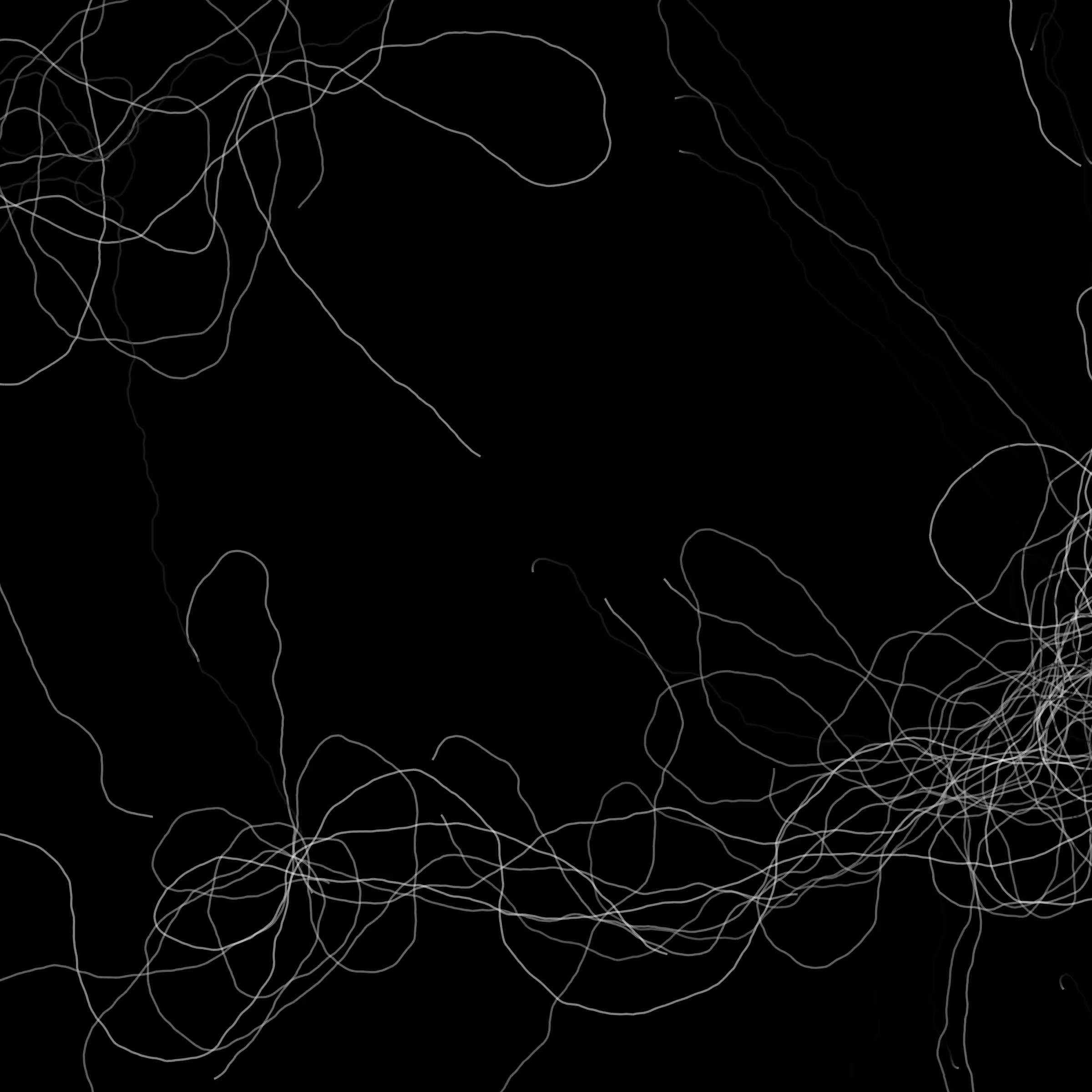 Phototaxis #978