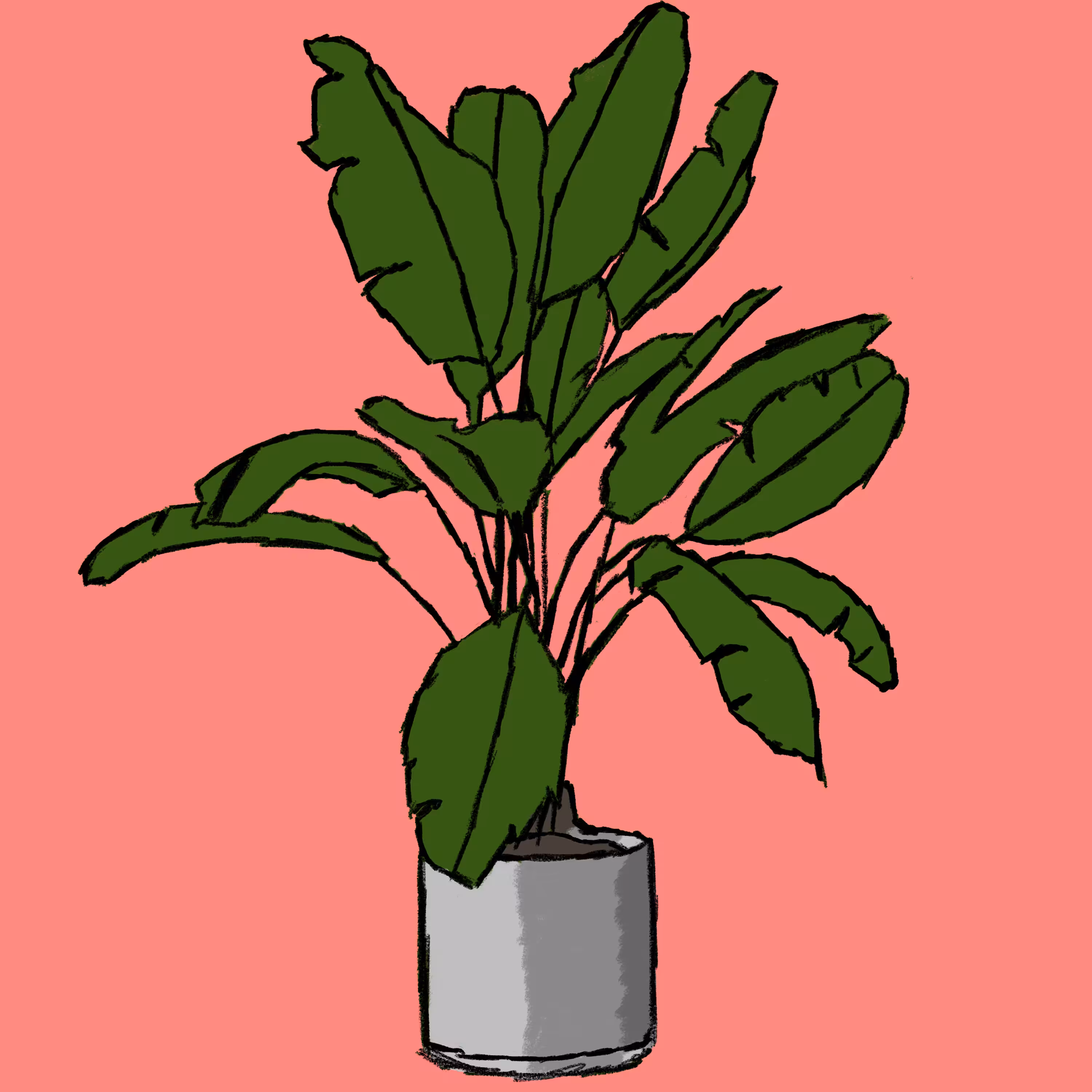 FICUS Plant 