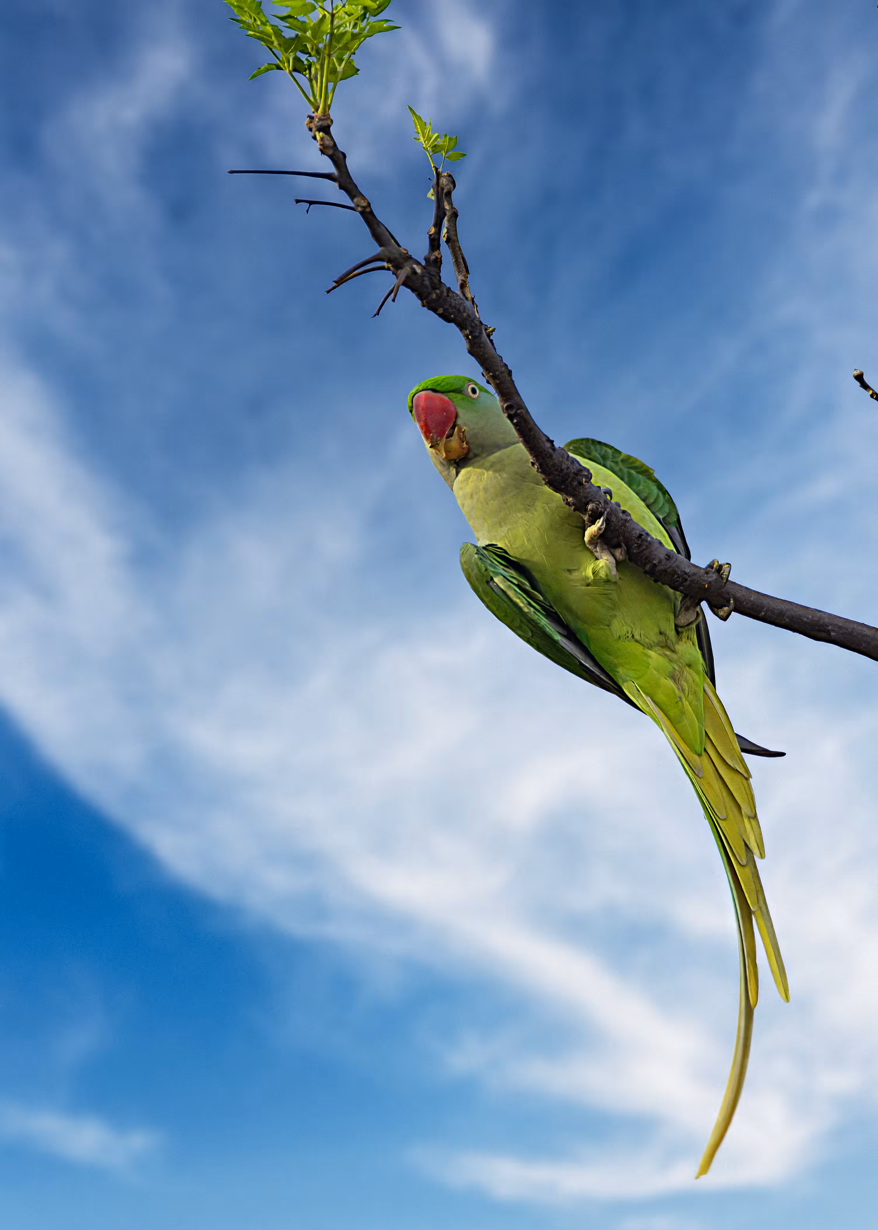 Rose-ringed parakeet