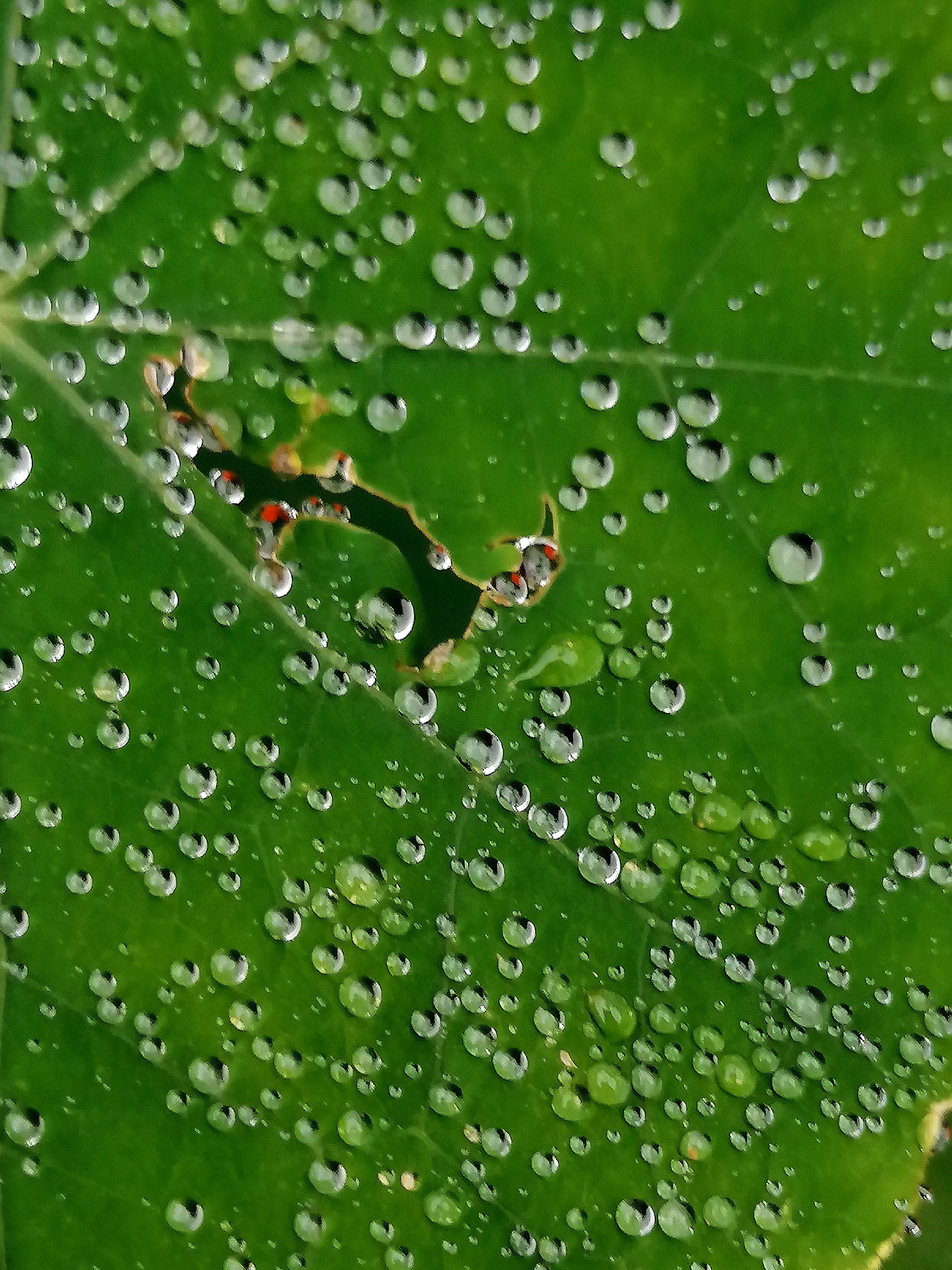 Nature's picture: Drops on leave 