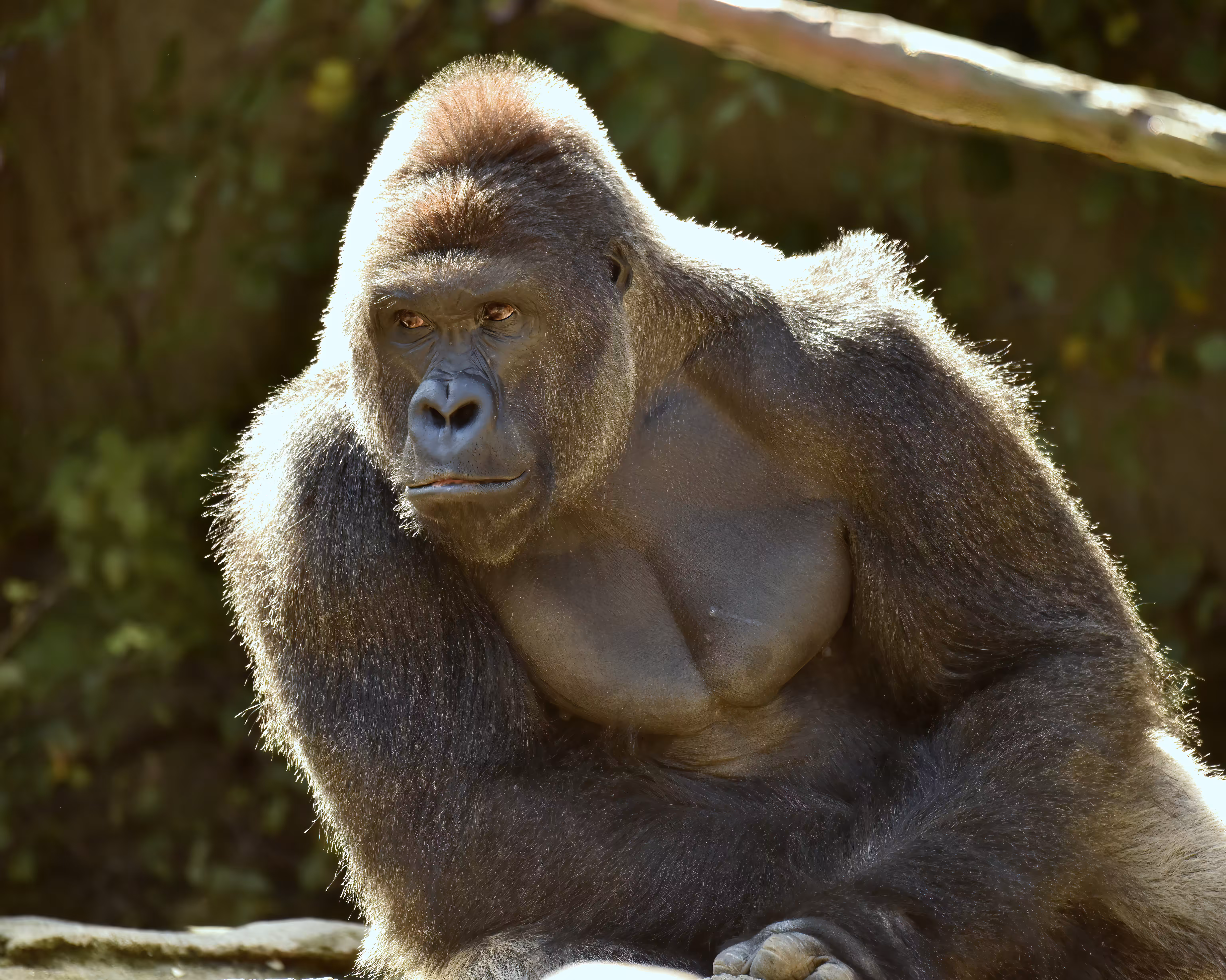 HARAMBE: LEGENDS #653