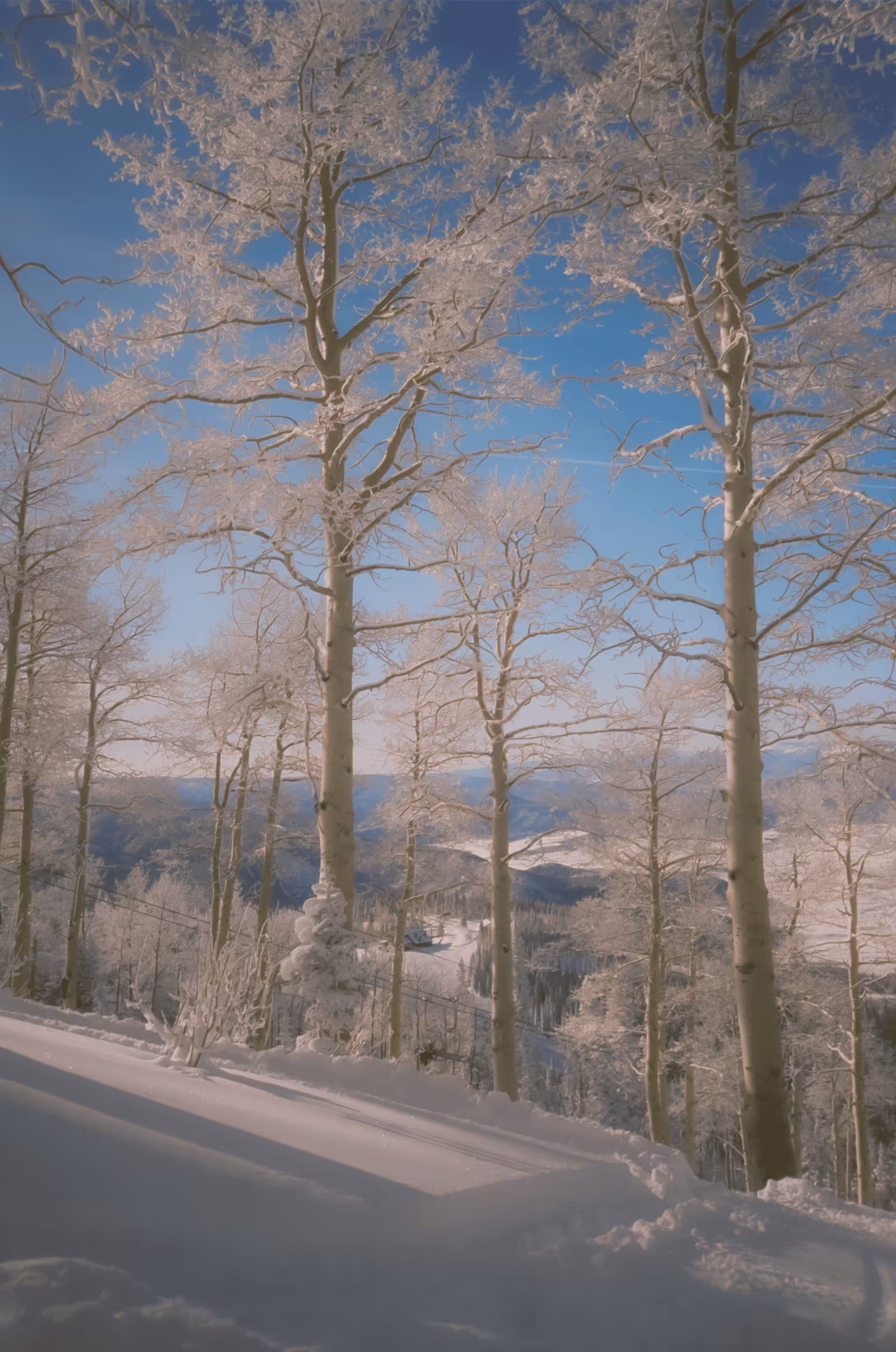 Frozen Aspens