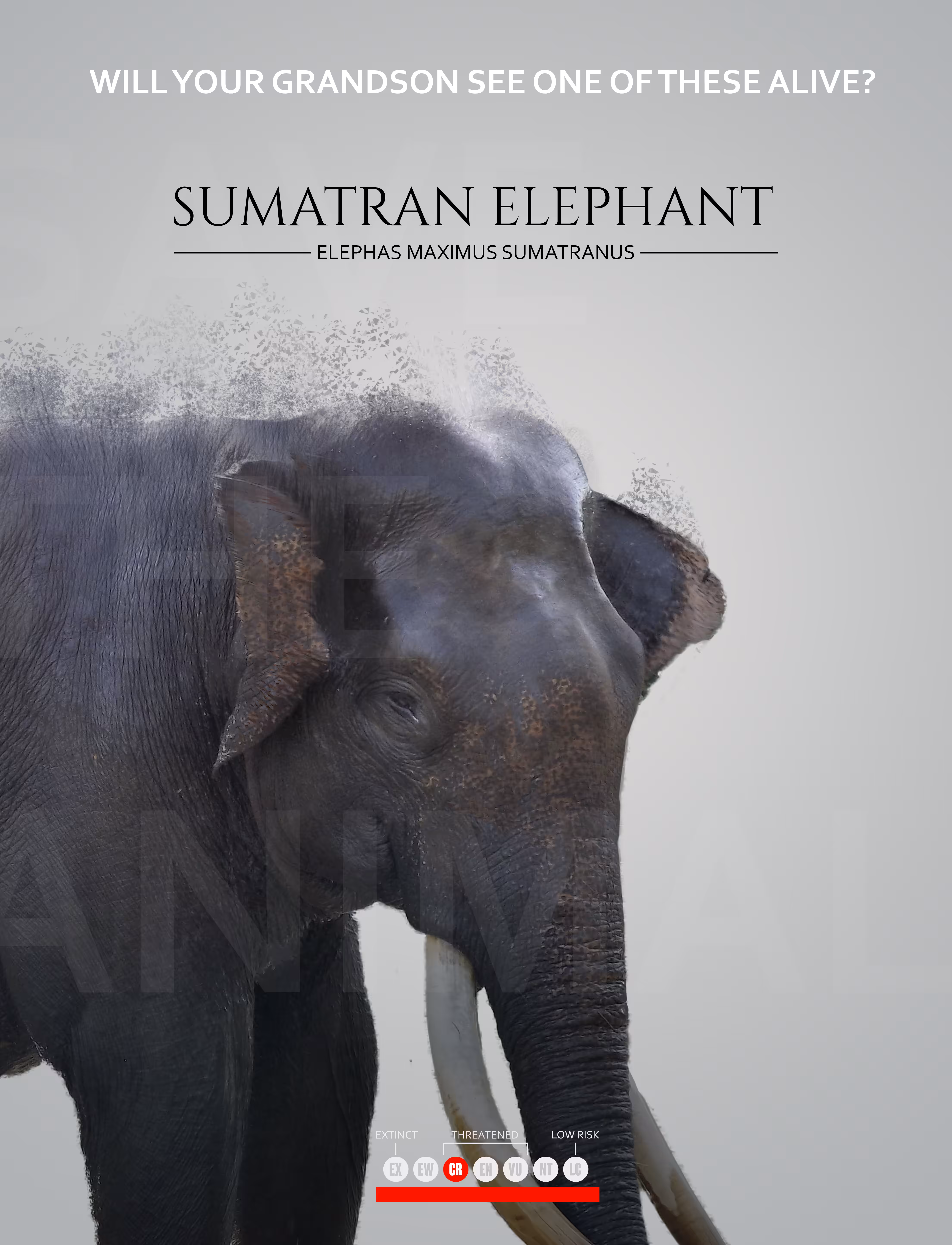 Sumatran Elephant - Save the animals