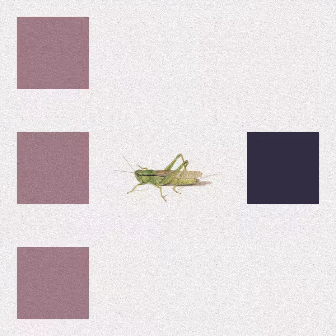 Grasshopper #79