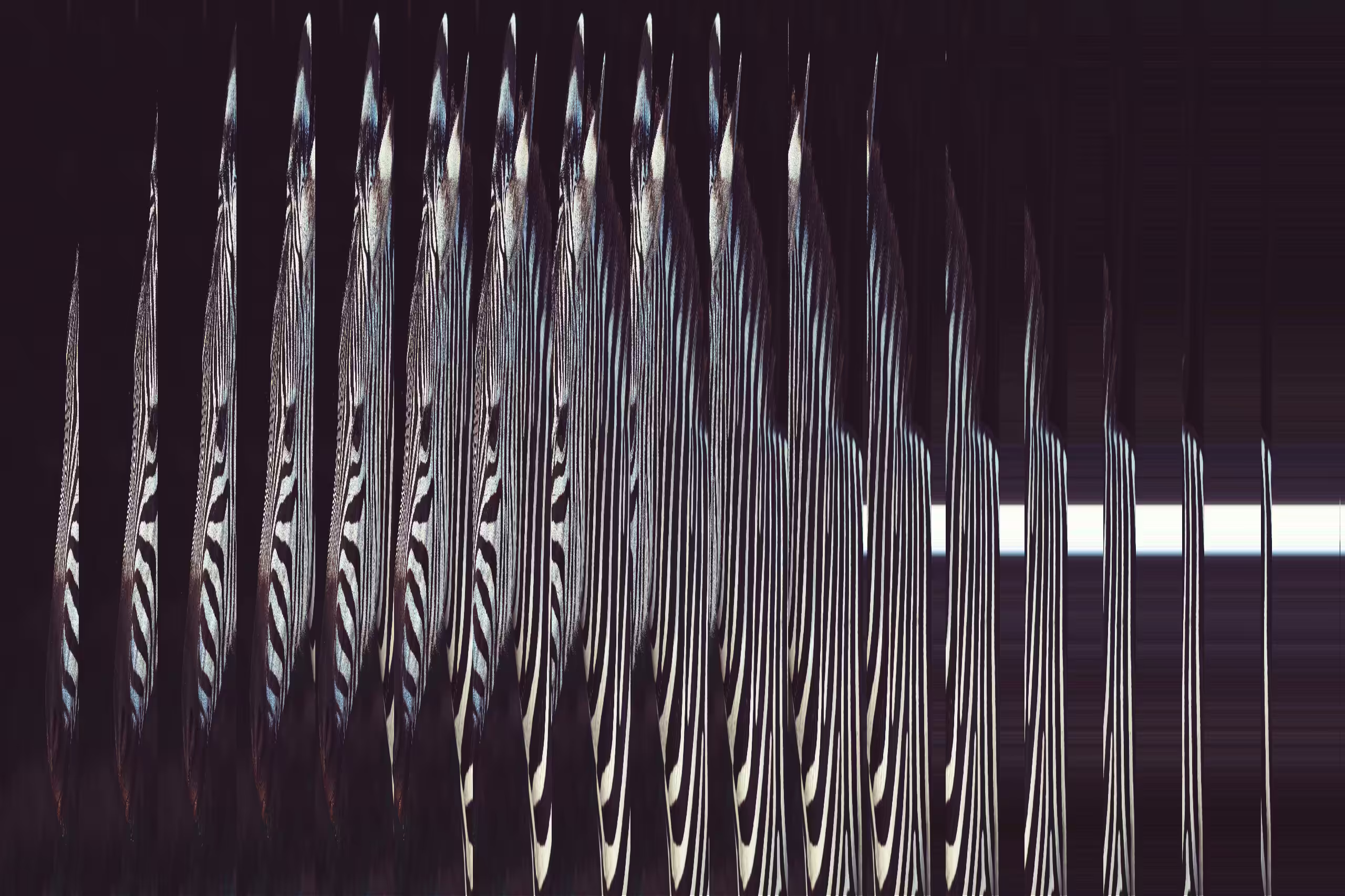 Fractional Zebra