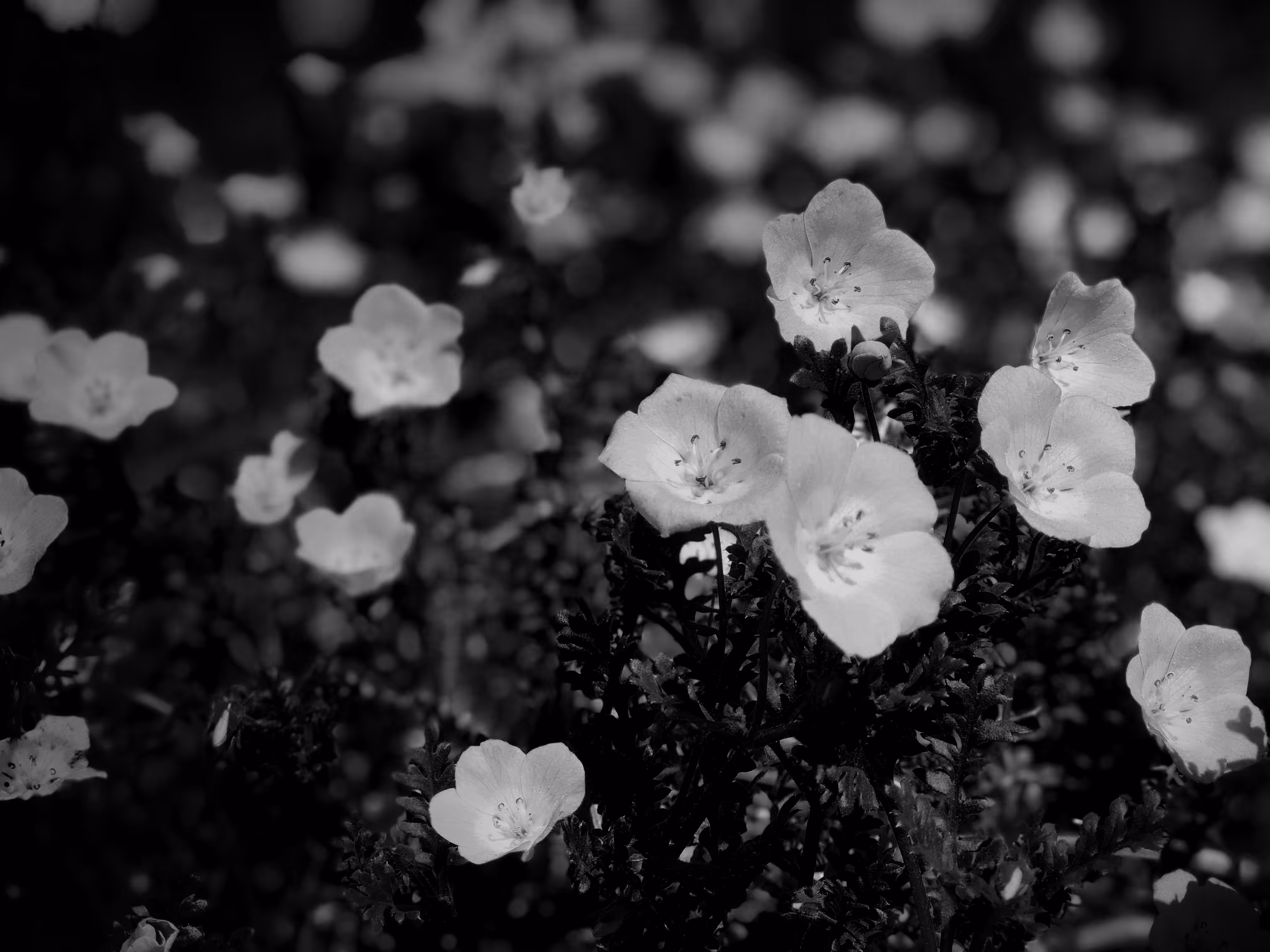 nature(mido) #7