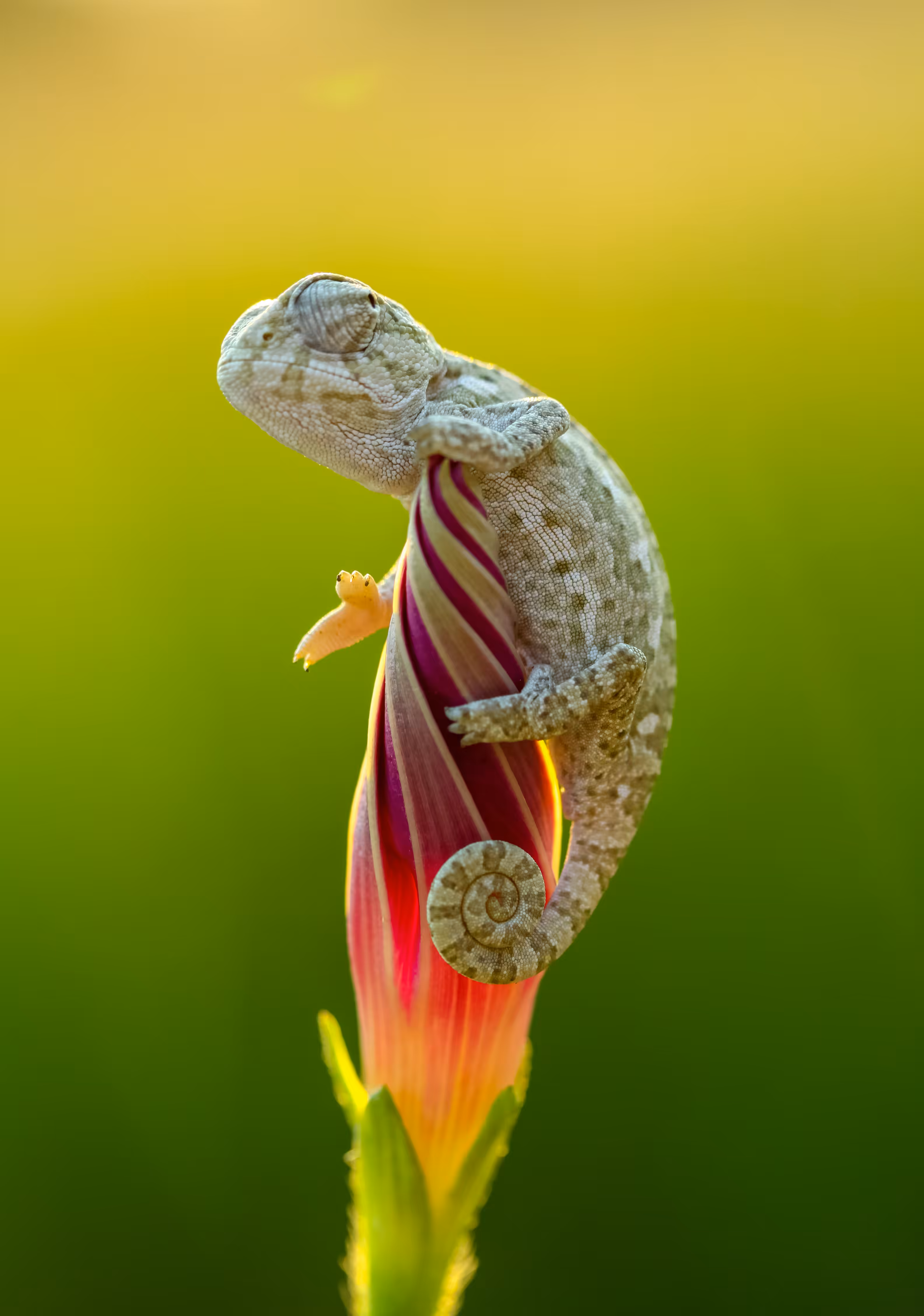 tiny chameleon on a flower