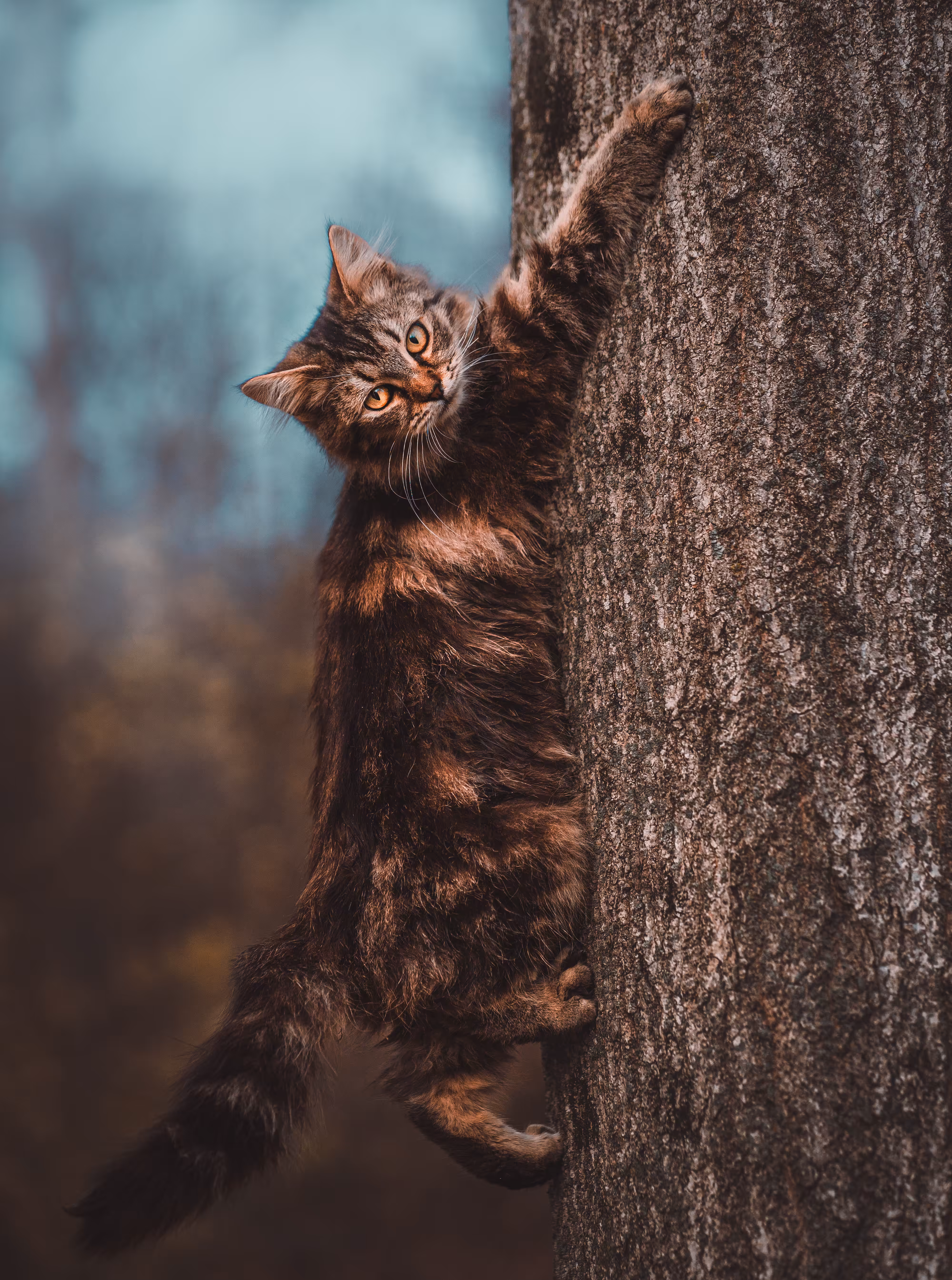Tiny Climber