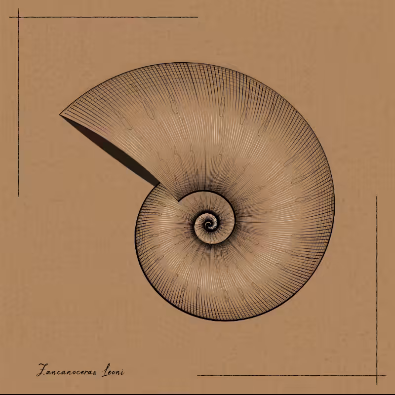 Ammonites #23