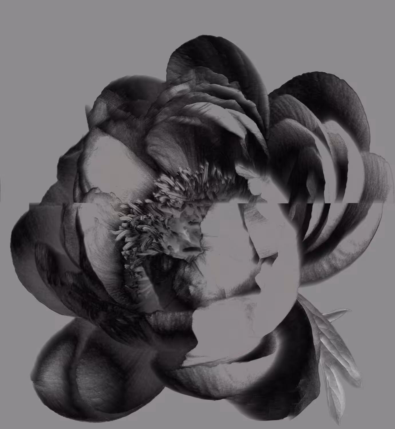 Monochrome Flower