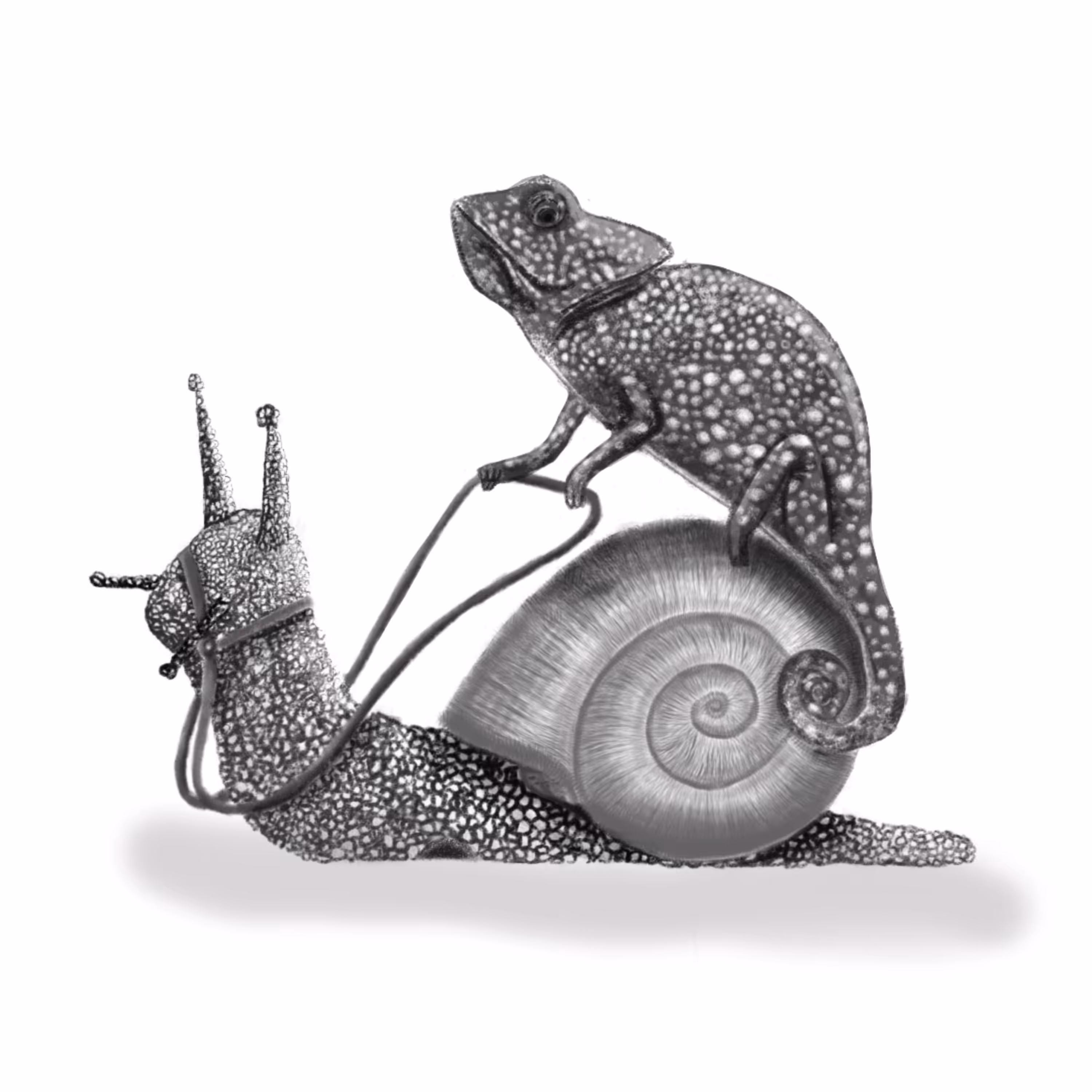 Chameleon+snail