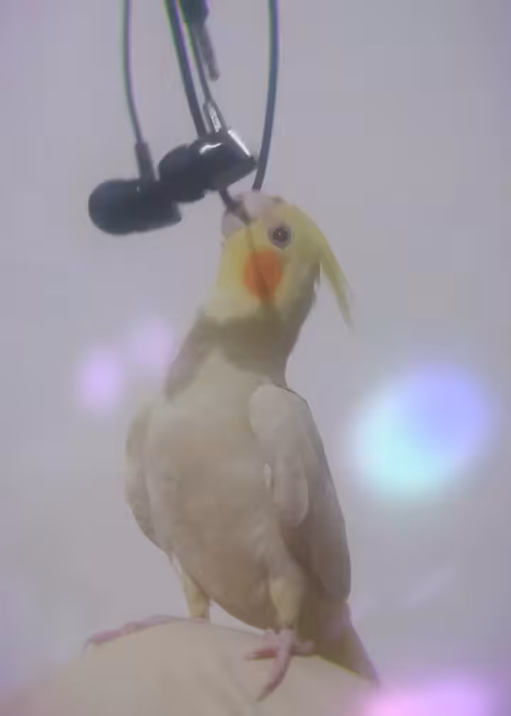 King Cocktail