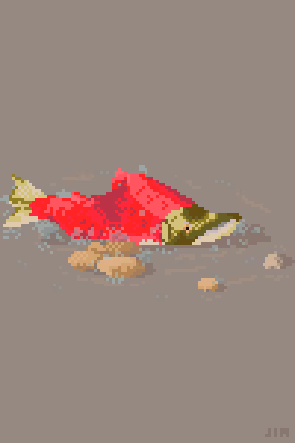 Sockeye Salmon Out of Water