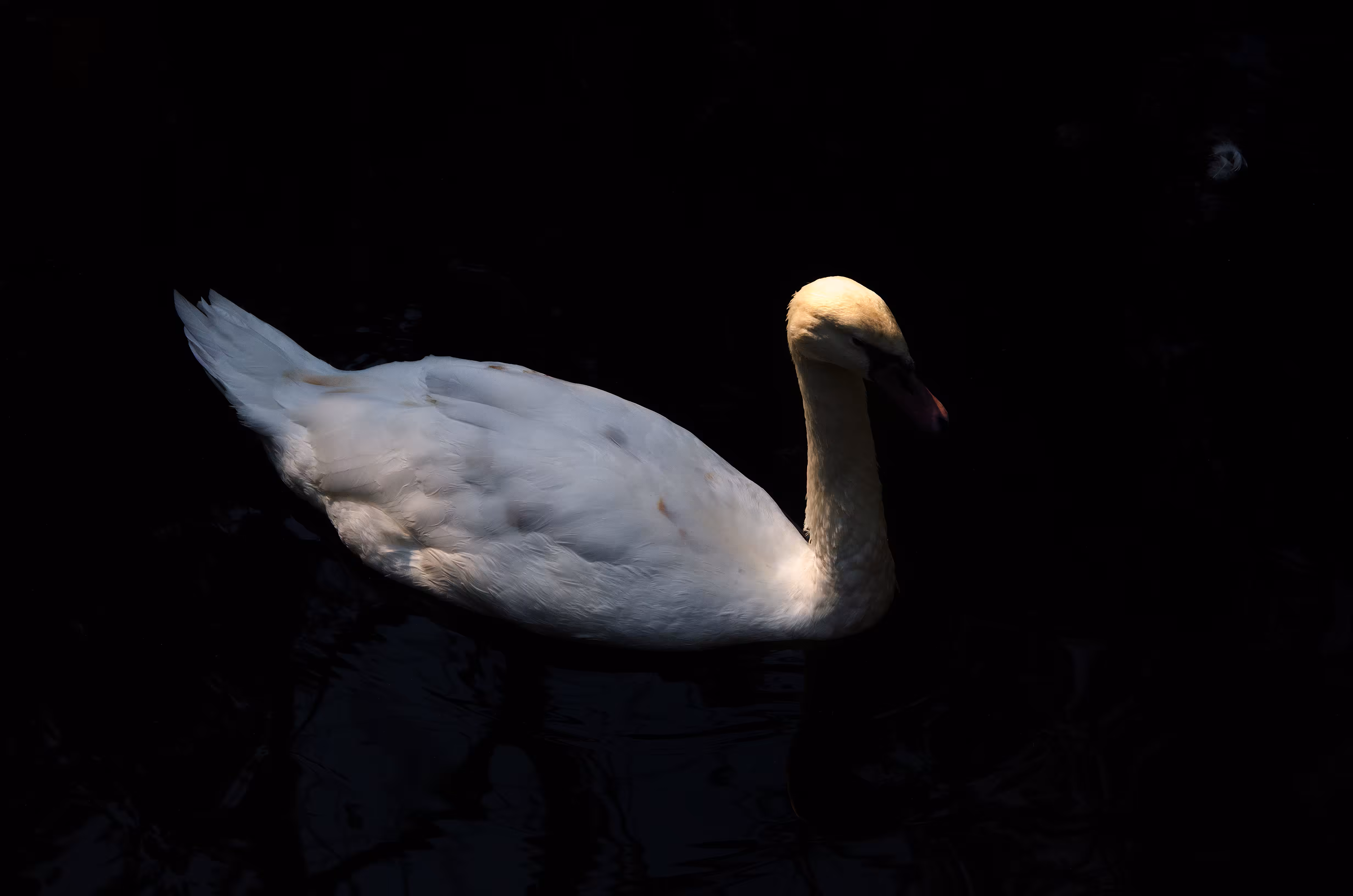 The zoo, 09 swan