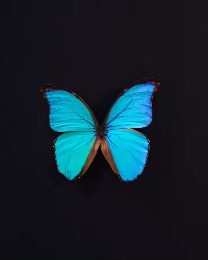 The Butterfly Effect 🦋