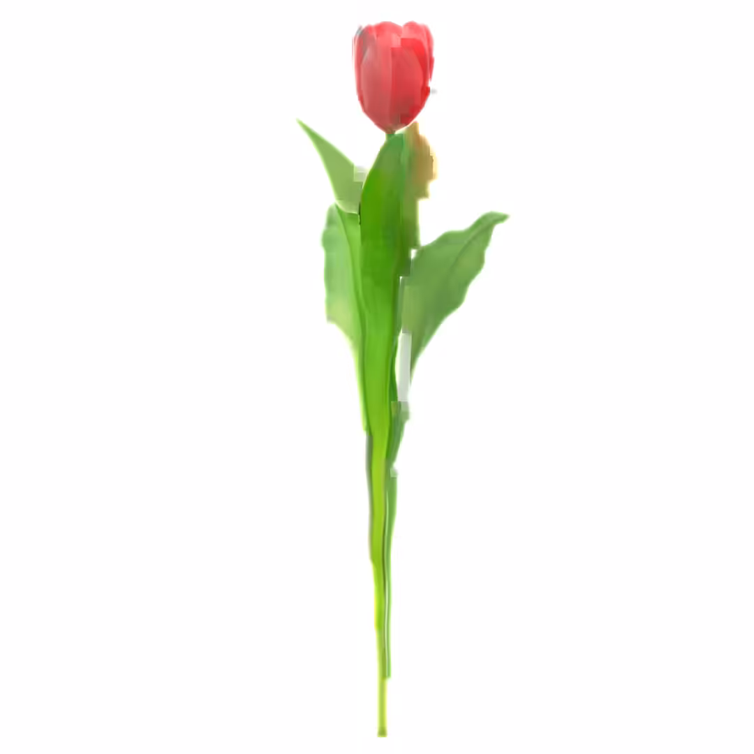 Red Tulip #01