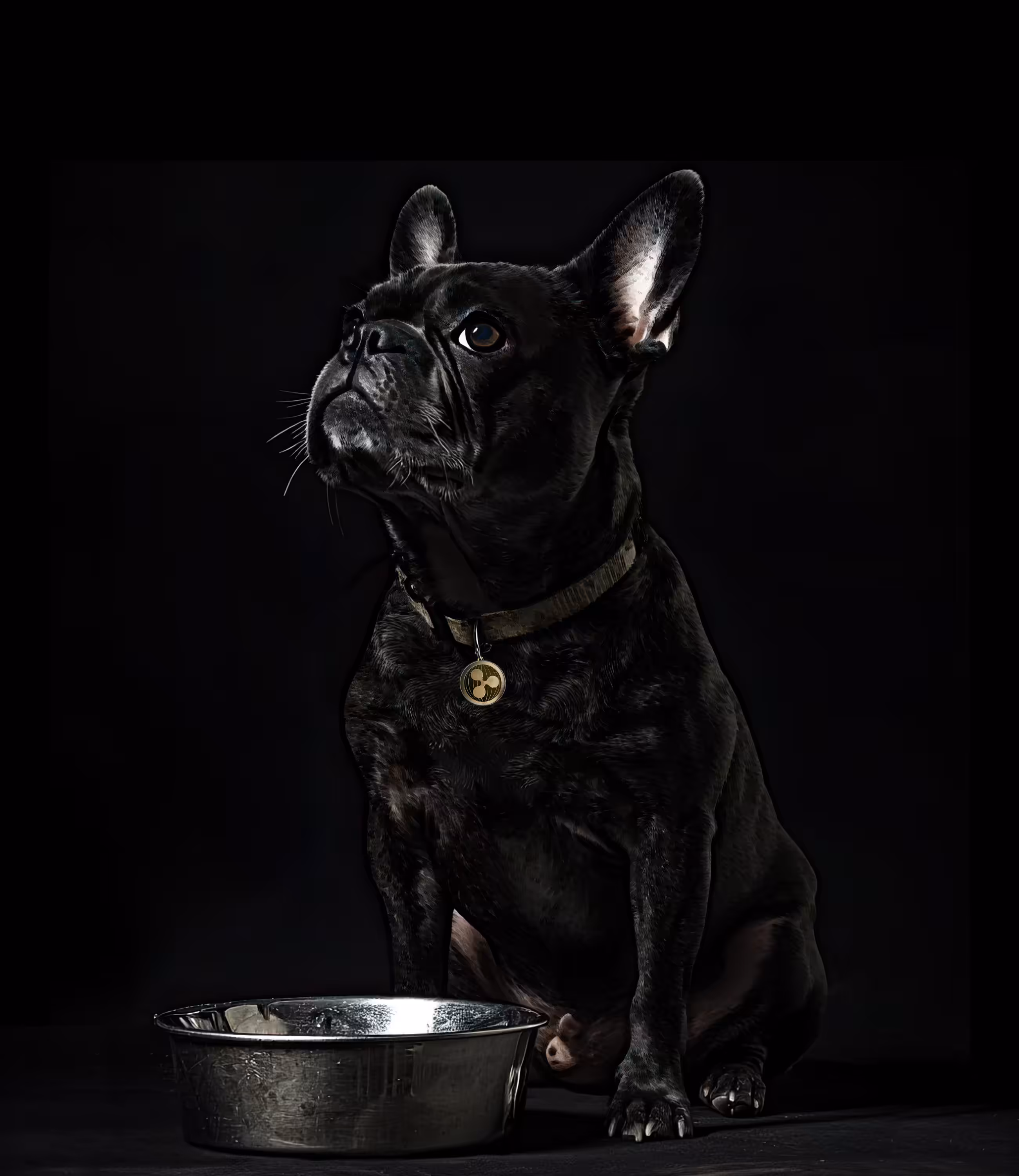 Year of the Dog