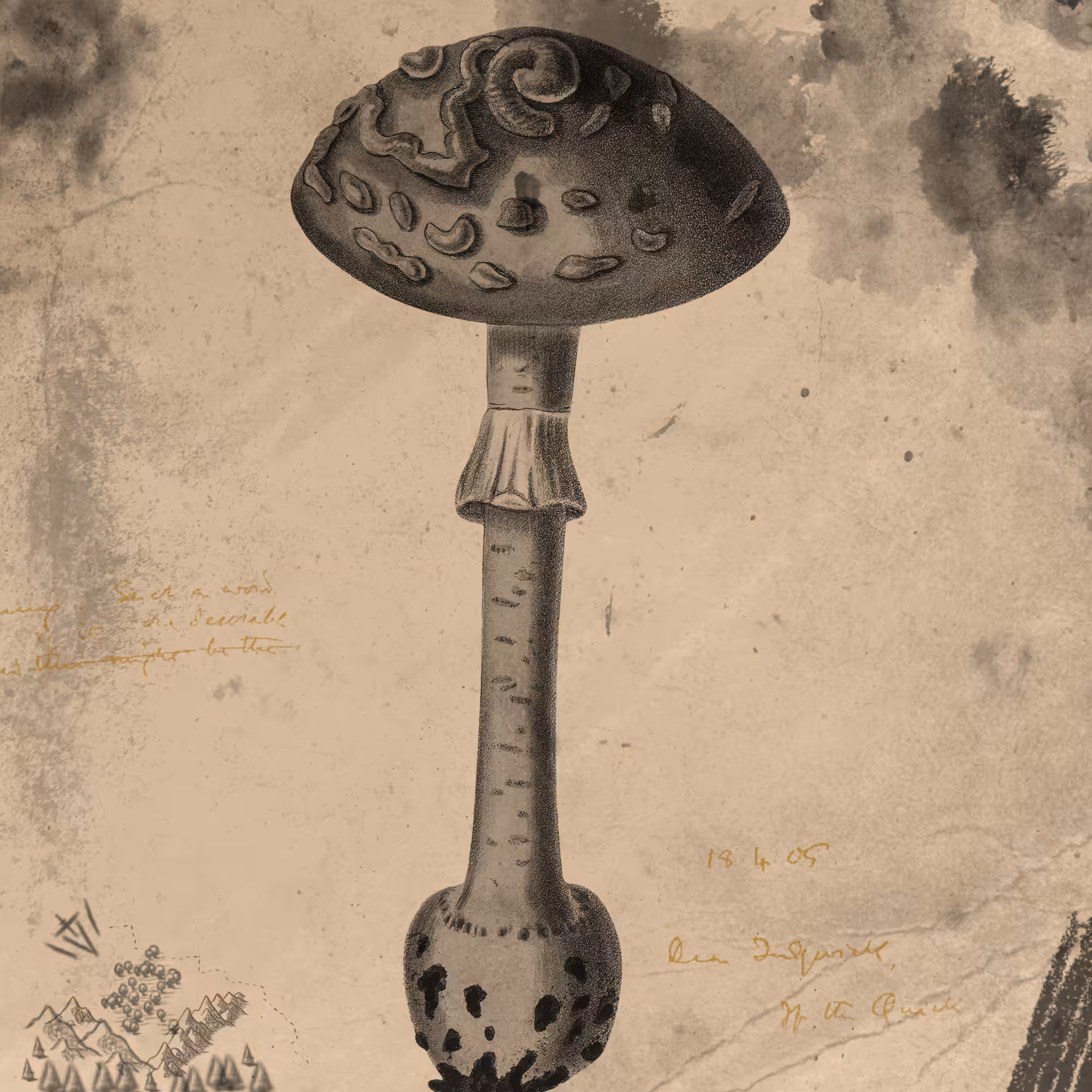 Fungus #8, Amanita Citrina
