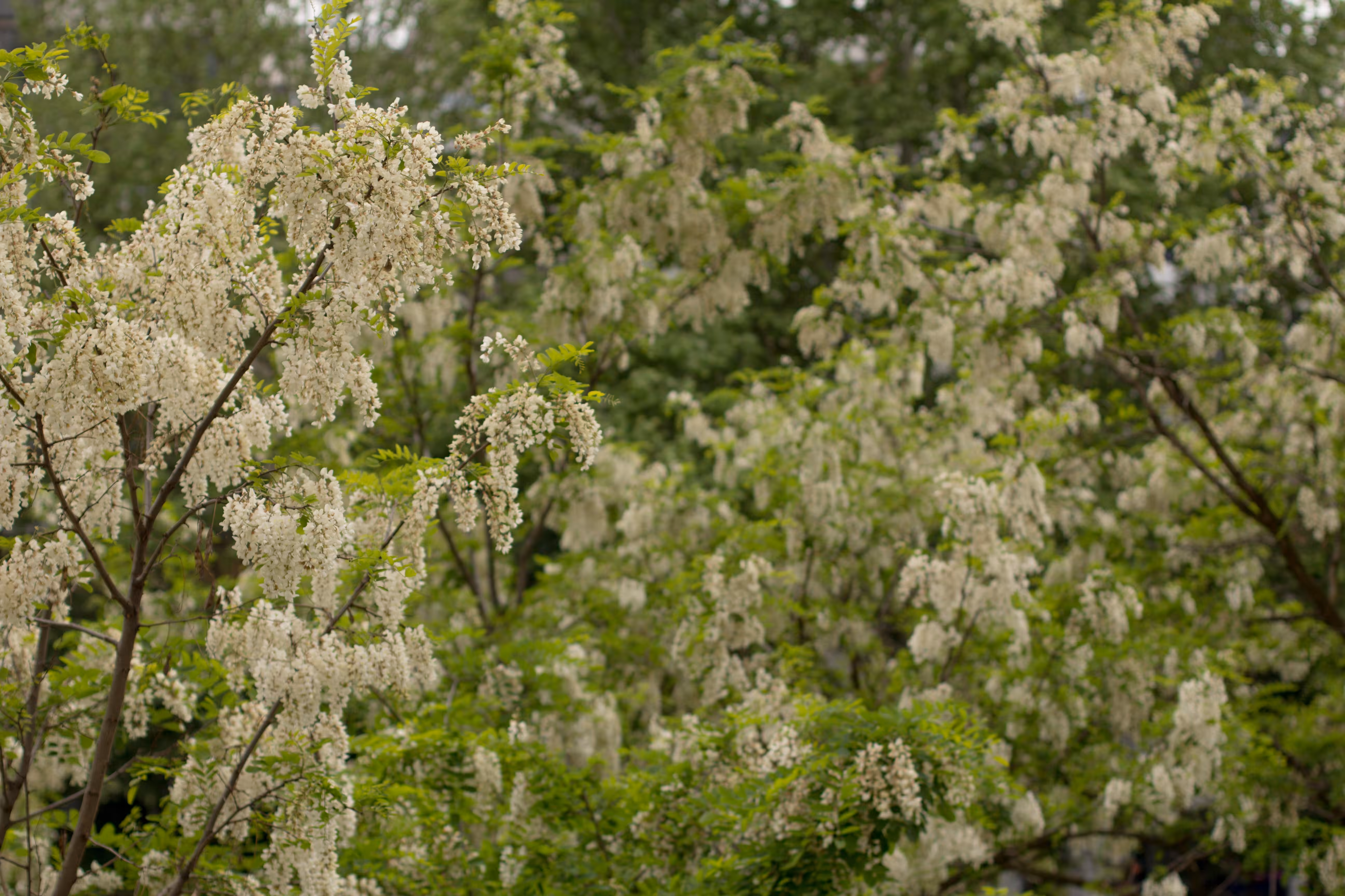 hello, its spring again