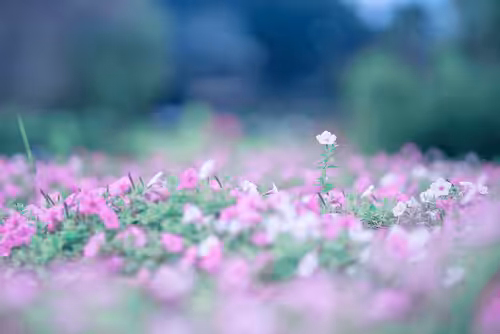 Petunia#46