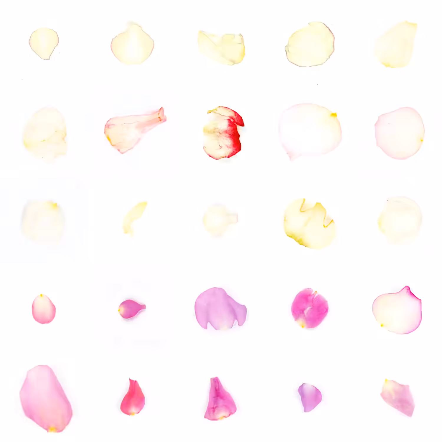 Infinite Petals 5x5#21314
