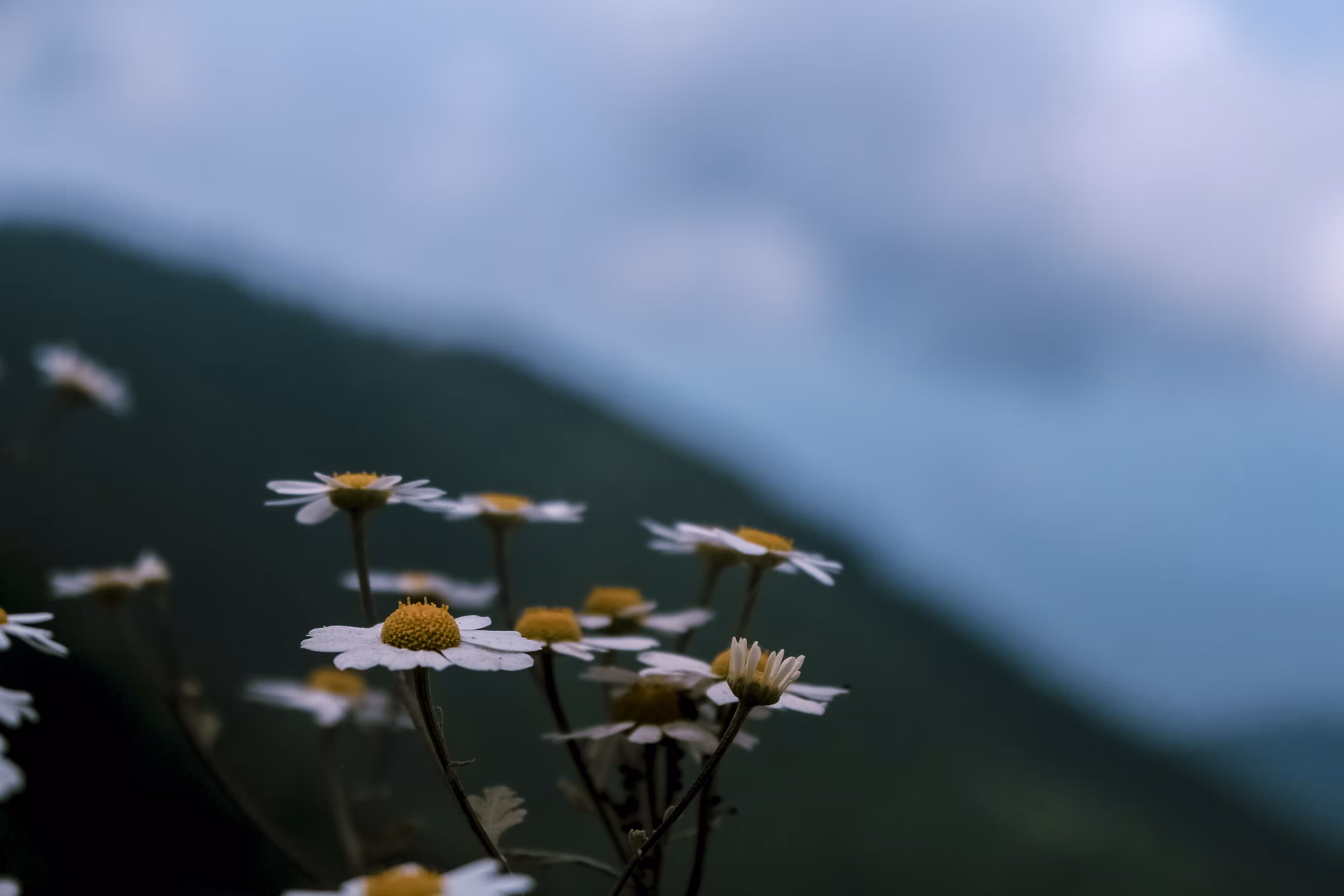 chamomile View