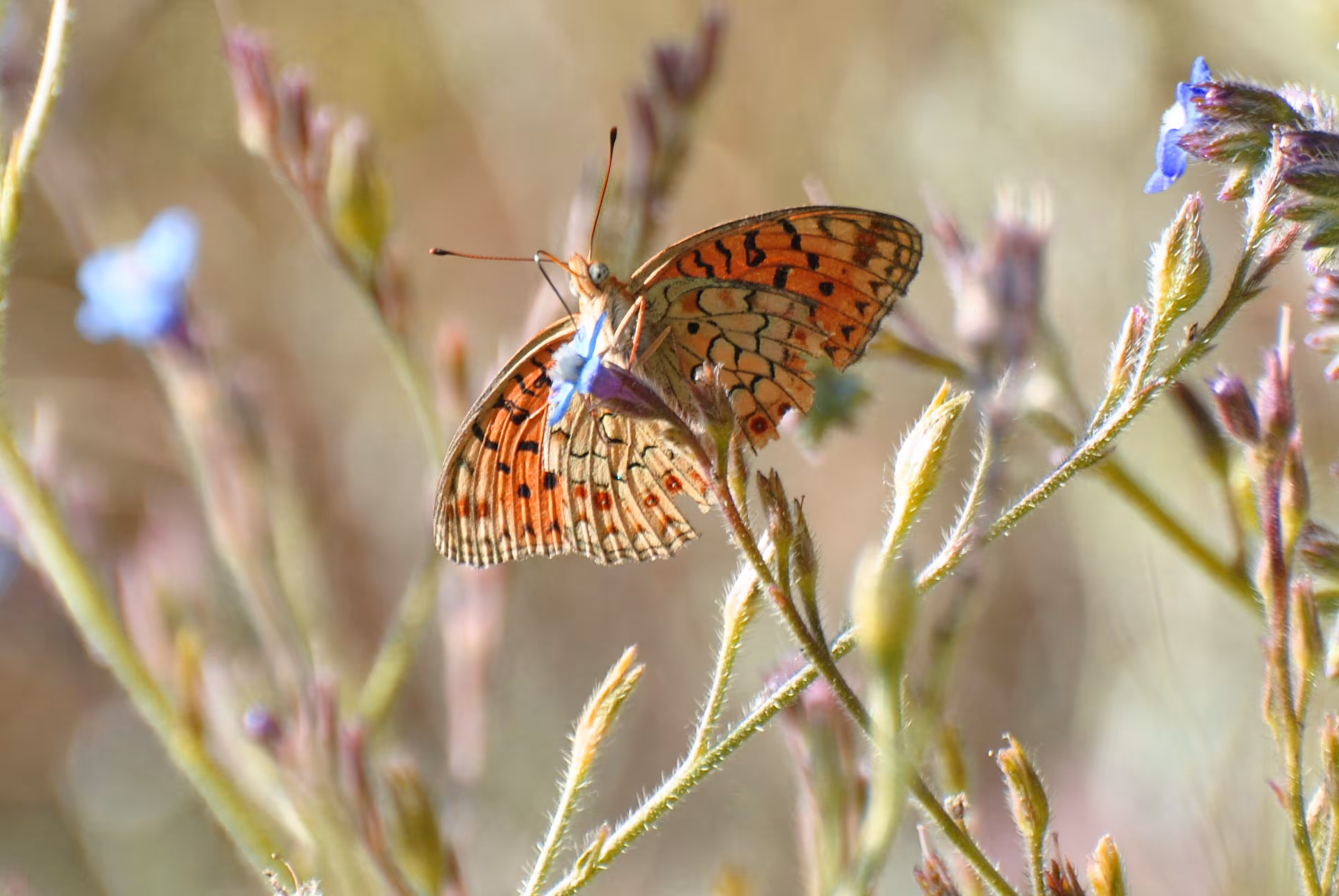 Butterfly #1