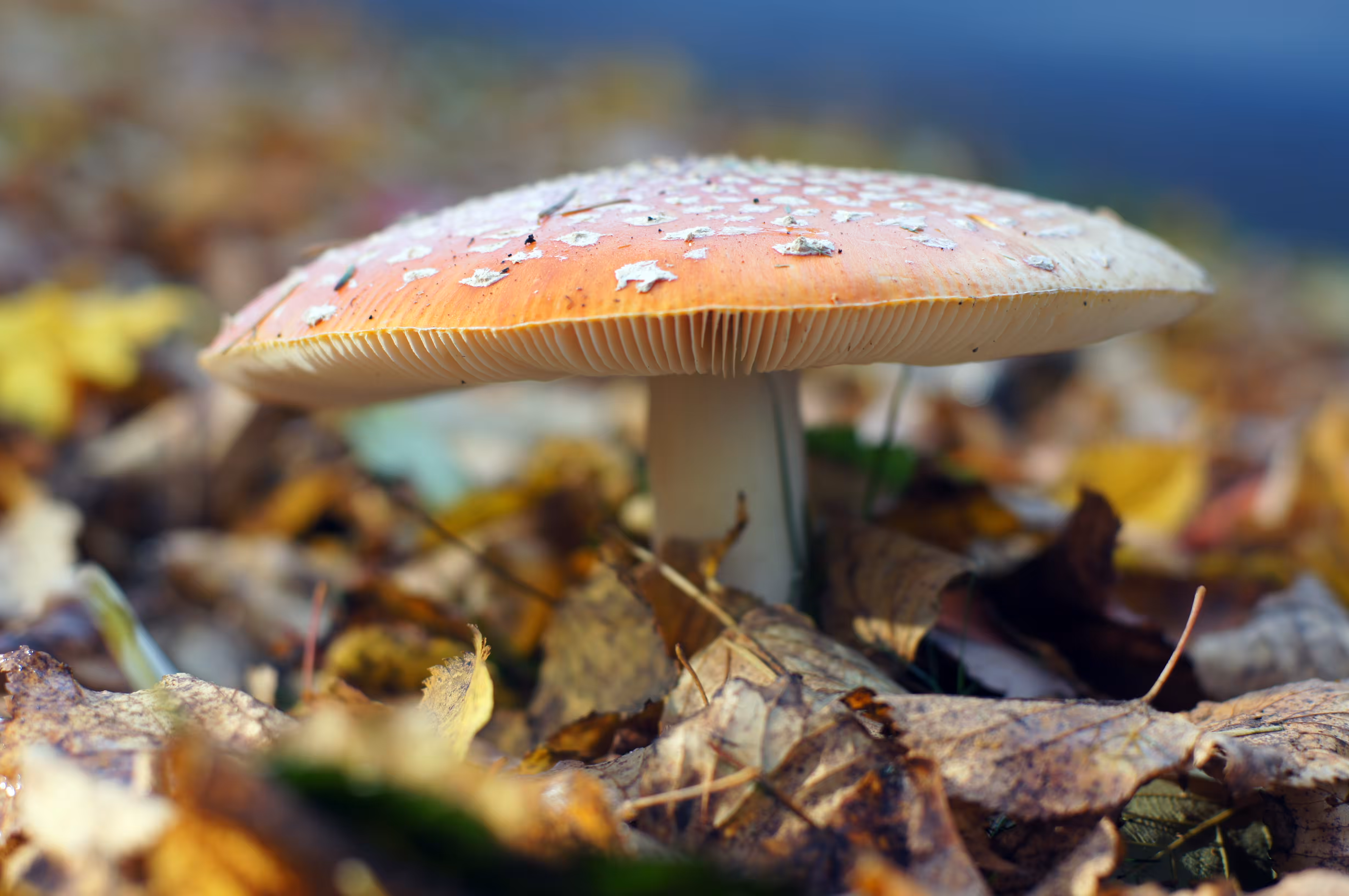 mushroom sharp