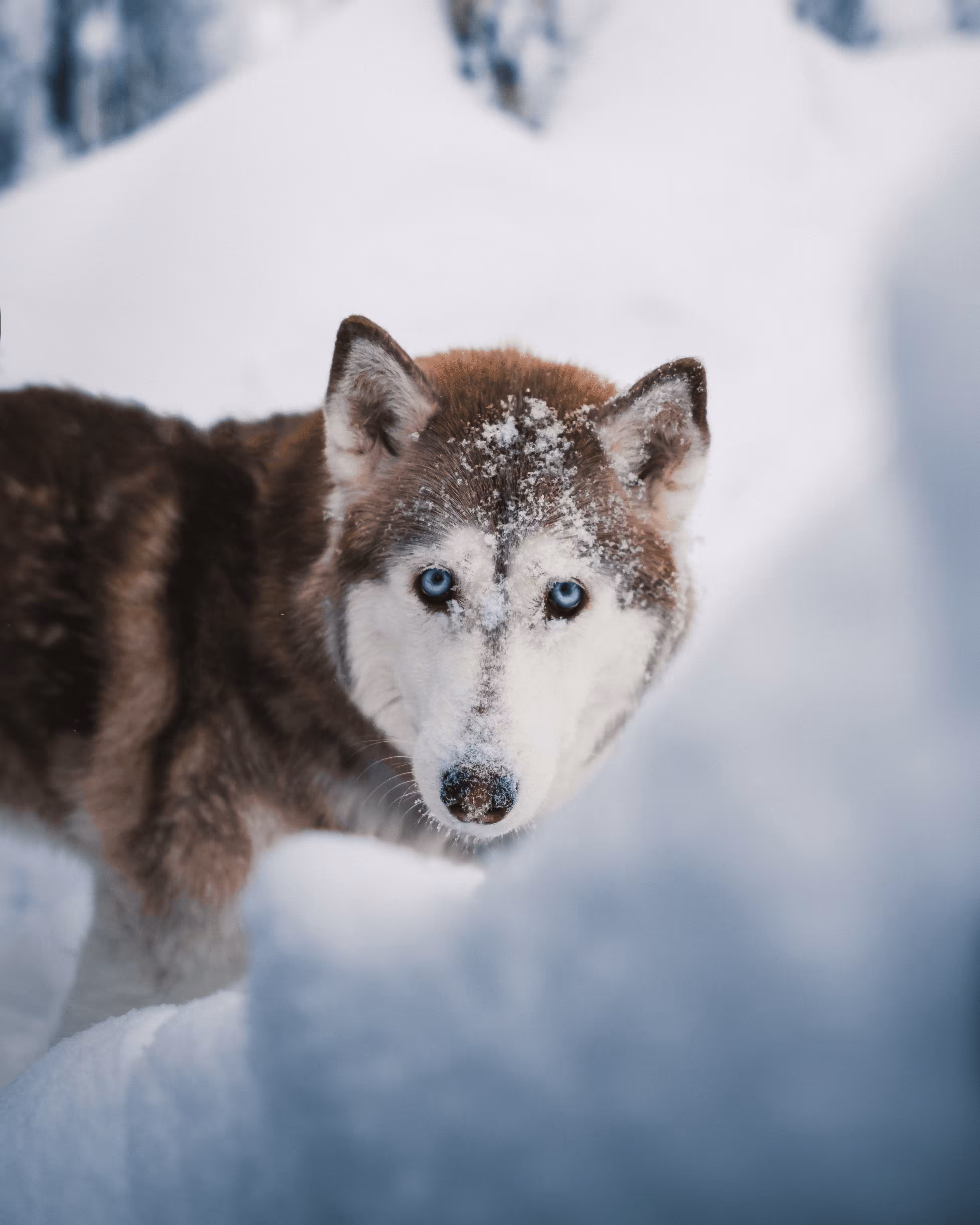 Behind Blue Eyes