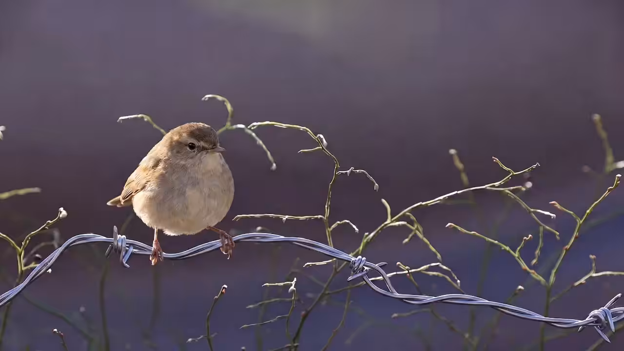 Birds Observations: Kyra, The Last Light