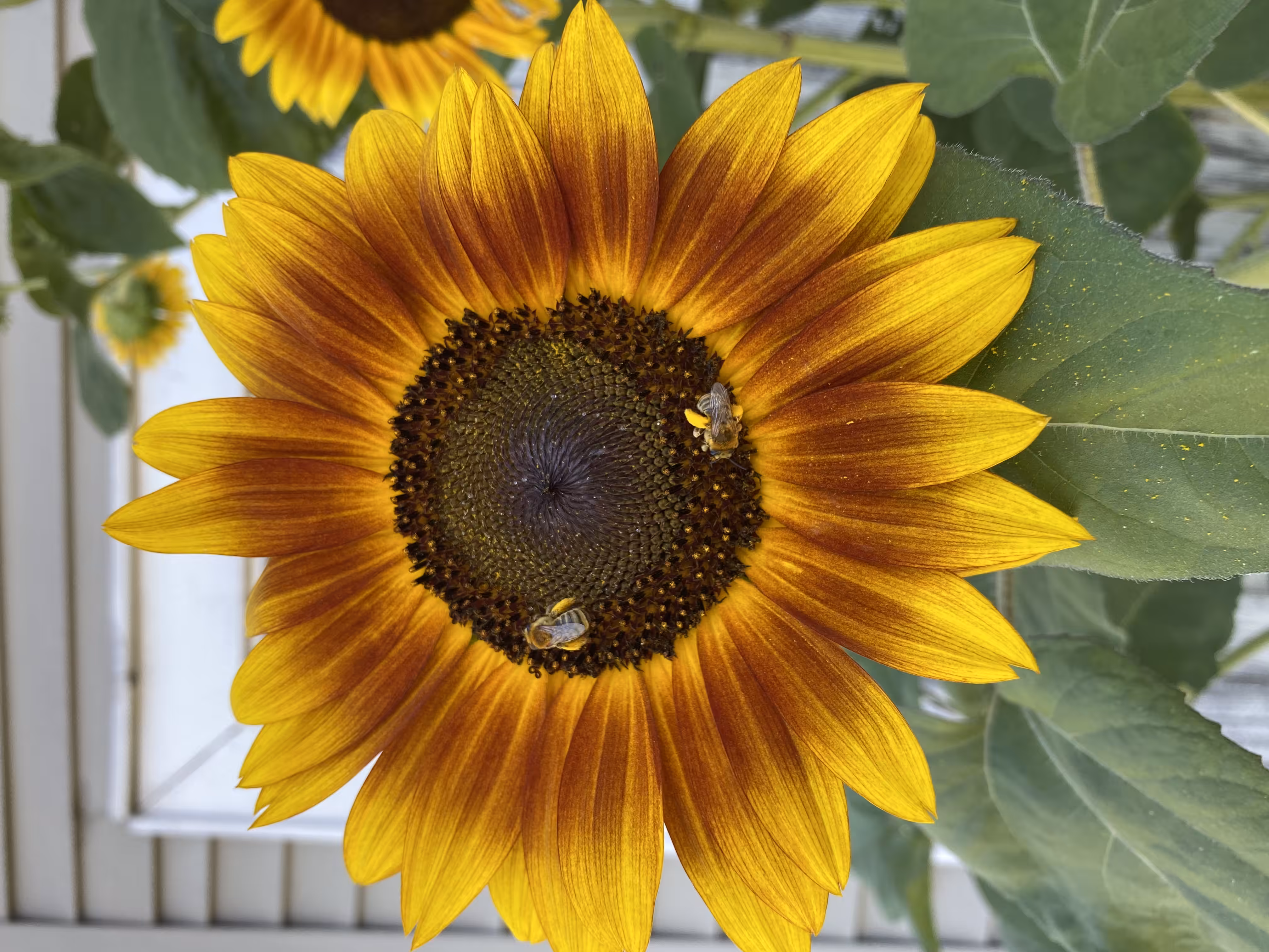 🌻 Keep it simple sunflower 2.2 🌻
