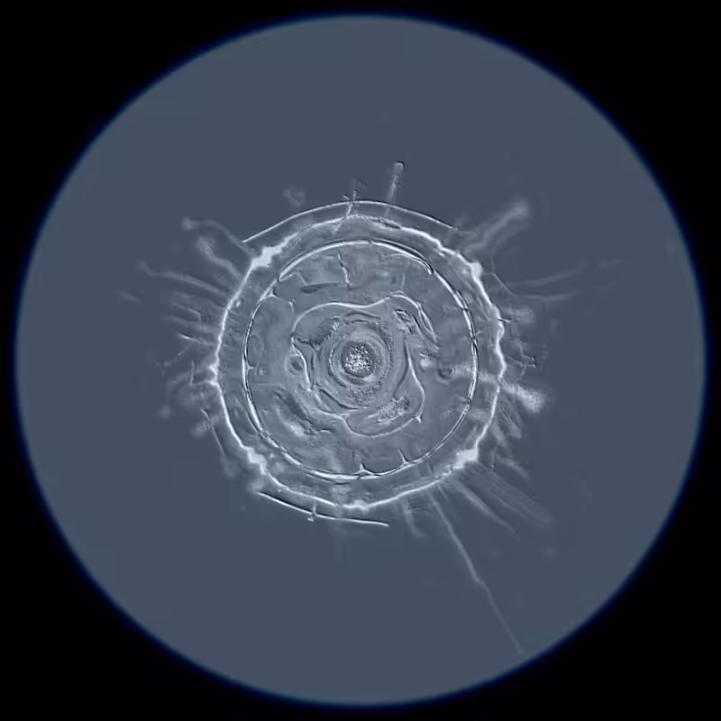 Ethereal Microcosm #216